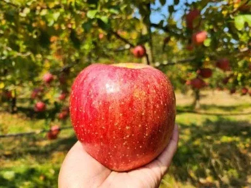 한국인 당 섭취 1위 식품 정보: 204개, 25개 TR 표시