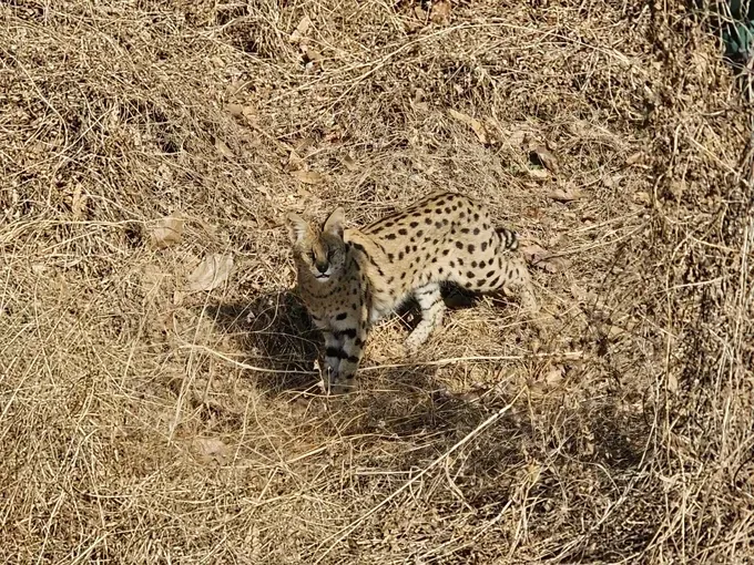 경북에서 발견된 서벌 고양이가 풀밭에서 카메라를 응시하고 있는 모습