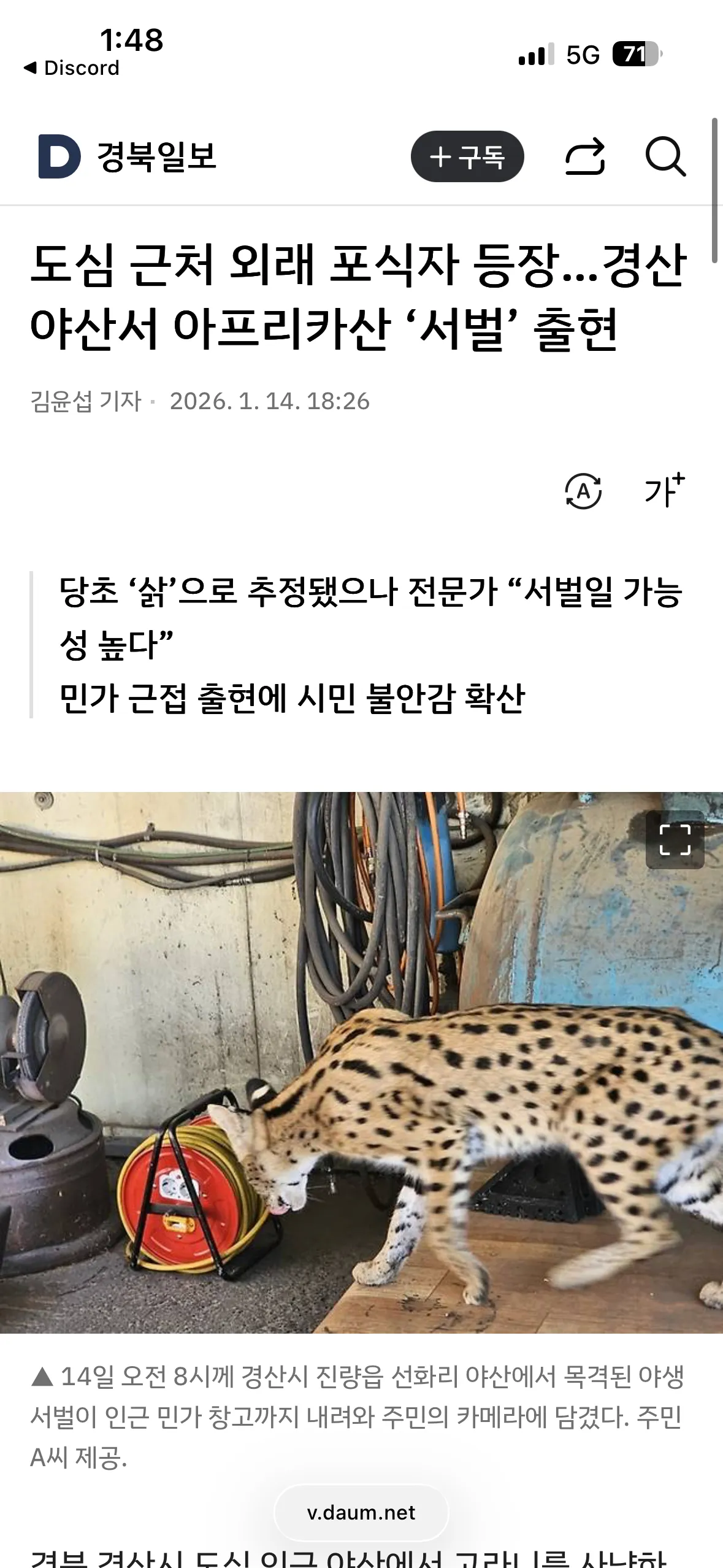 경산시 야산에서 민가 창고 근처로 내려온 아프리카산 야생 서벌 목격 사진