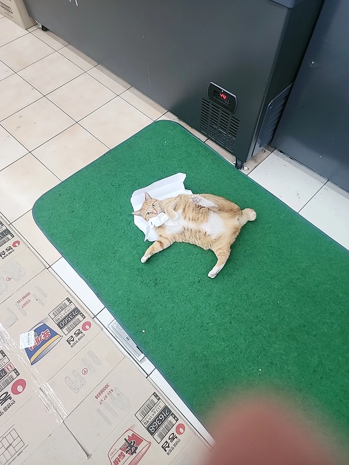 편의점 유니폼을 입은 고양이 캐릭터 일러스트