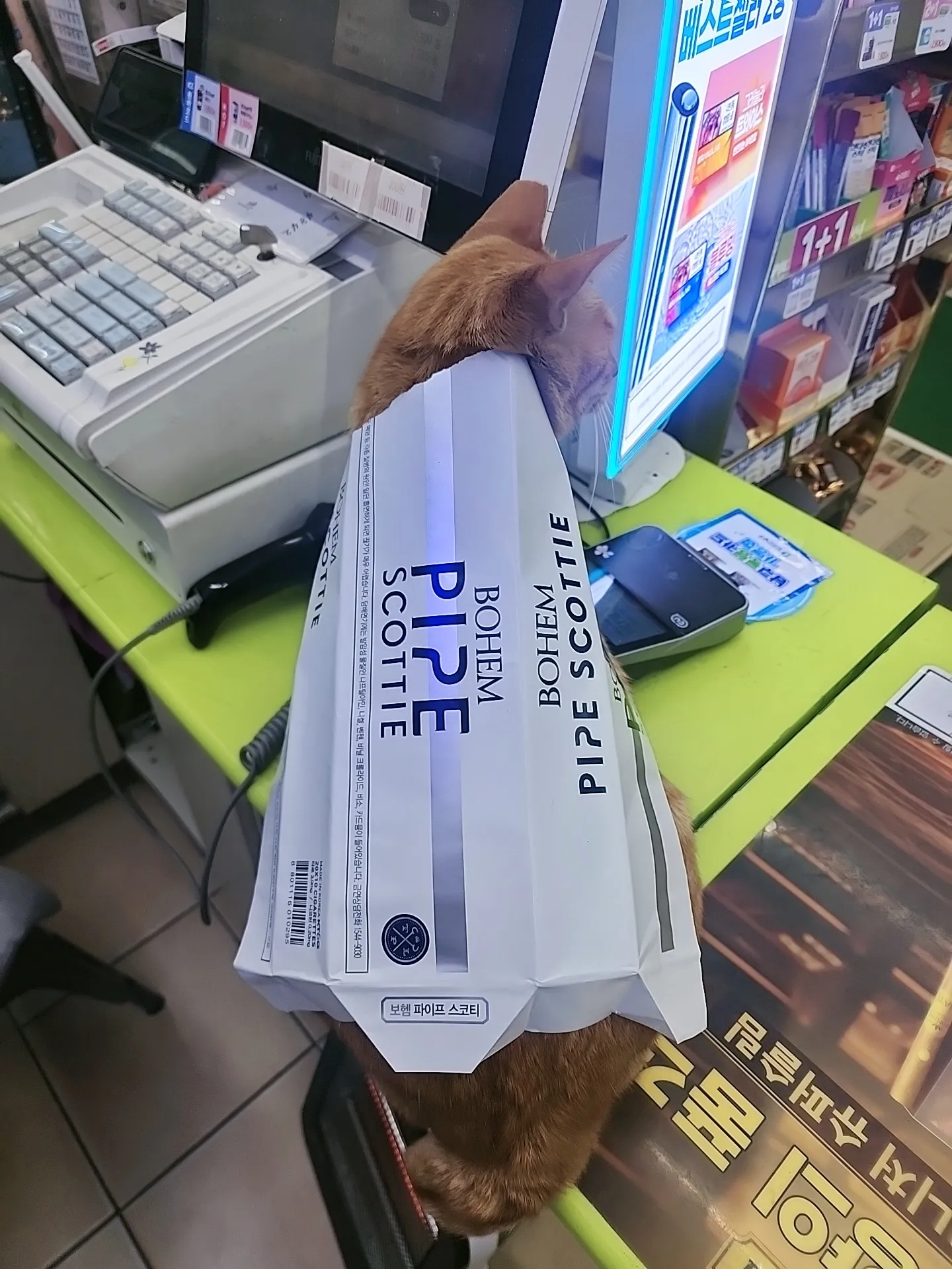 담배 패키지 무늬가 그려진 옷을 입은 고양이