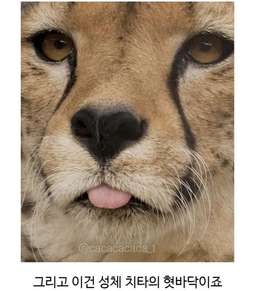 성체 치타의 거친 혀 표면을 확대한 클로즈업 사진