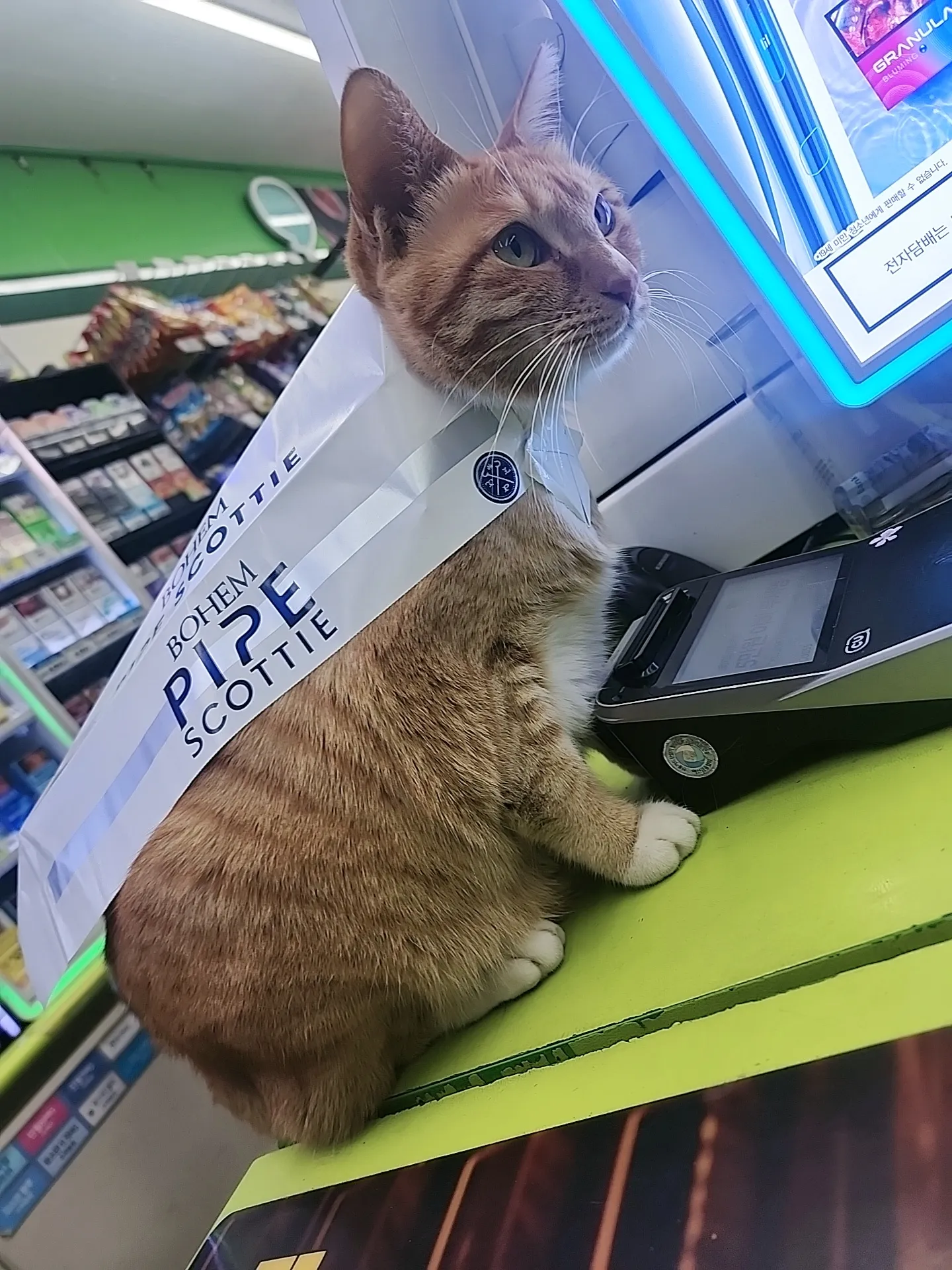 보헴 파이프 스카티 담배갑 옆에 앉아있는 고양이, 담배갑 디자인과 비슷한 색상의 옷을 입음