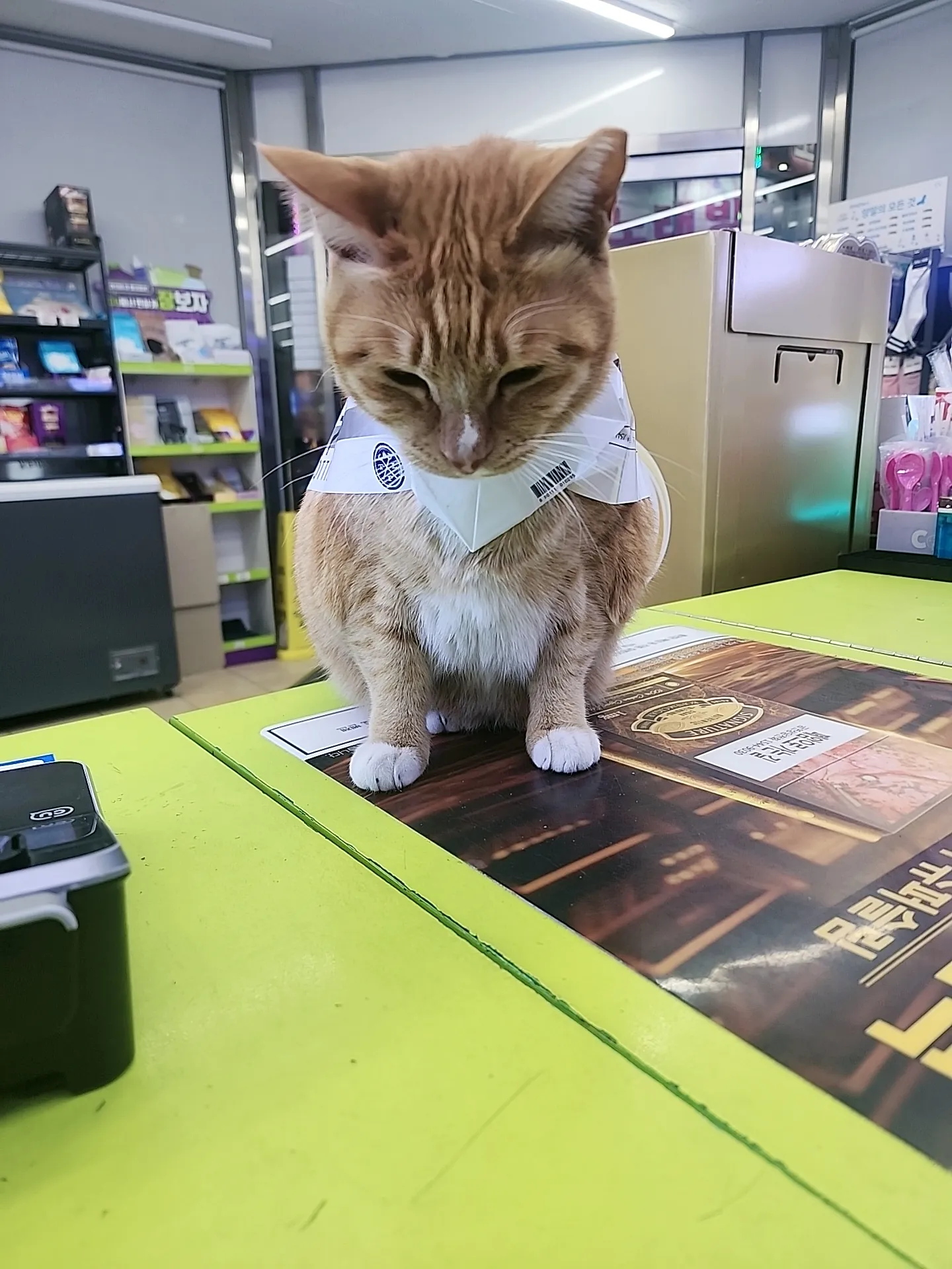 편의점에서 고양이에게 직원 유니폼을 입혀놓은 모습