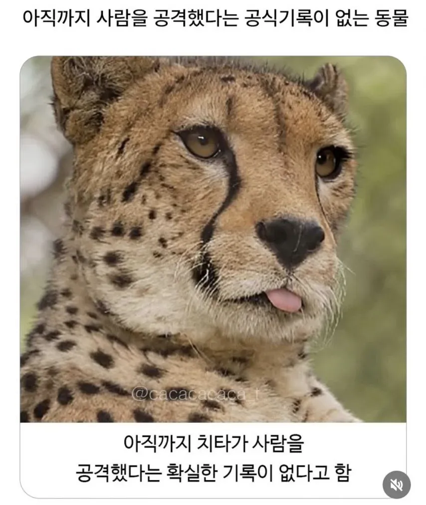 사람을 공격한 공식 기록이 없는 동물로 소개된 치타 이미지