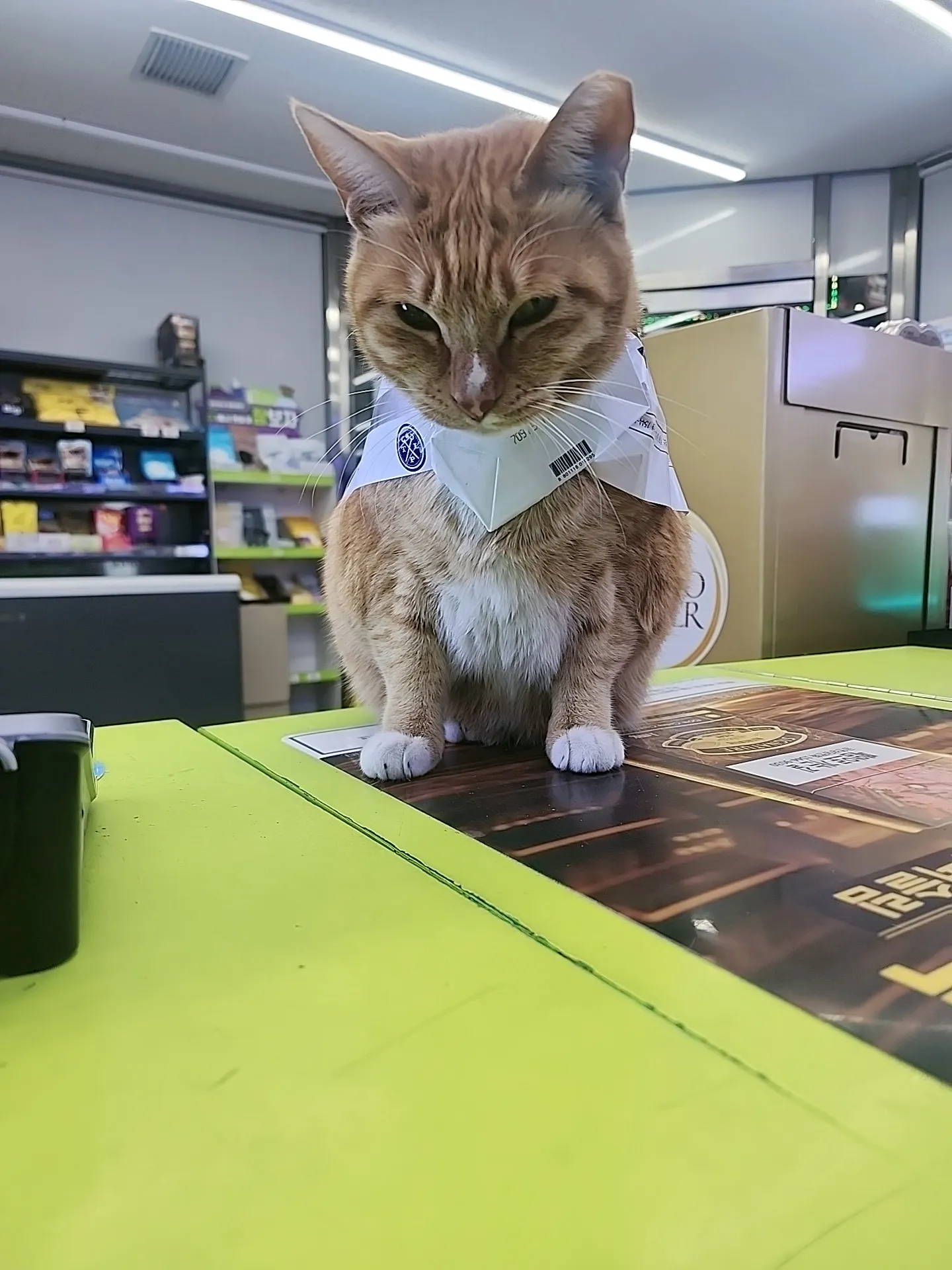 편의점에서 고양이에게 미니어처 옷을 입혀 진열대 앞에 앉혀둔 모습