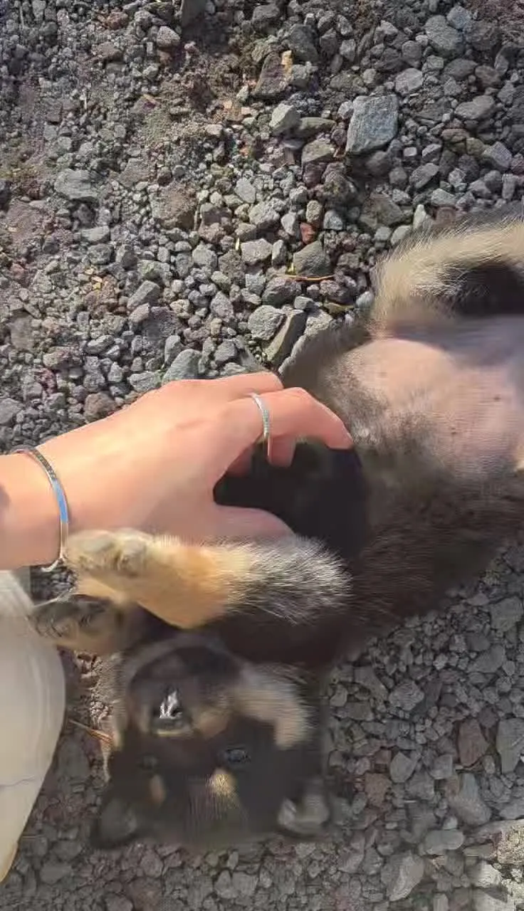 상자에 담긴 귤을 들고 있는 손, 판매 현황판에 2256개 중 225개 남음 표시