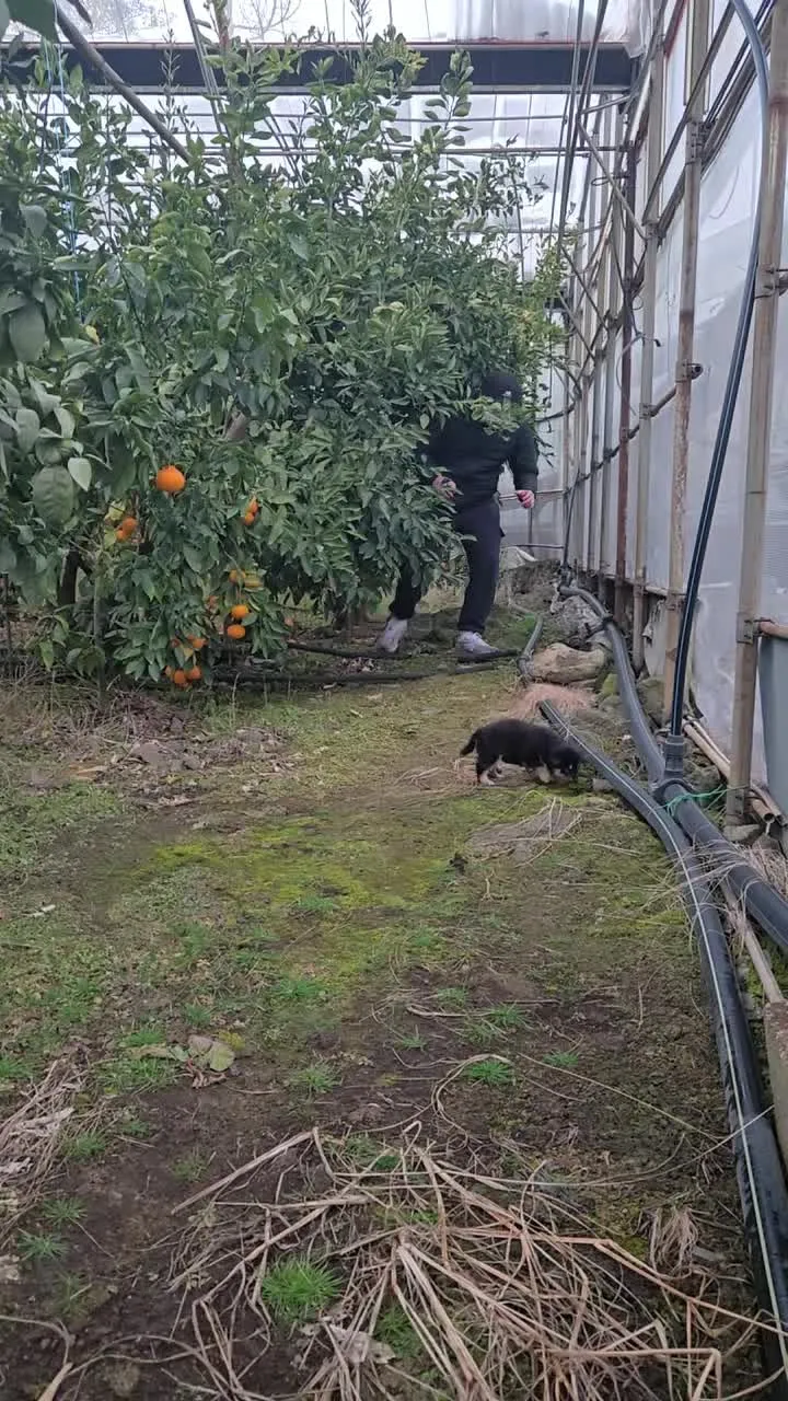 귤 상자 앞에 모여든 길고양이 여러 마리