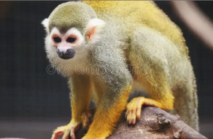 17~18세기 유럽의 시누아즈리(중국풍) 도자기 또는 장식품