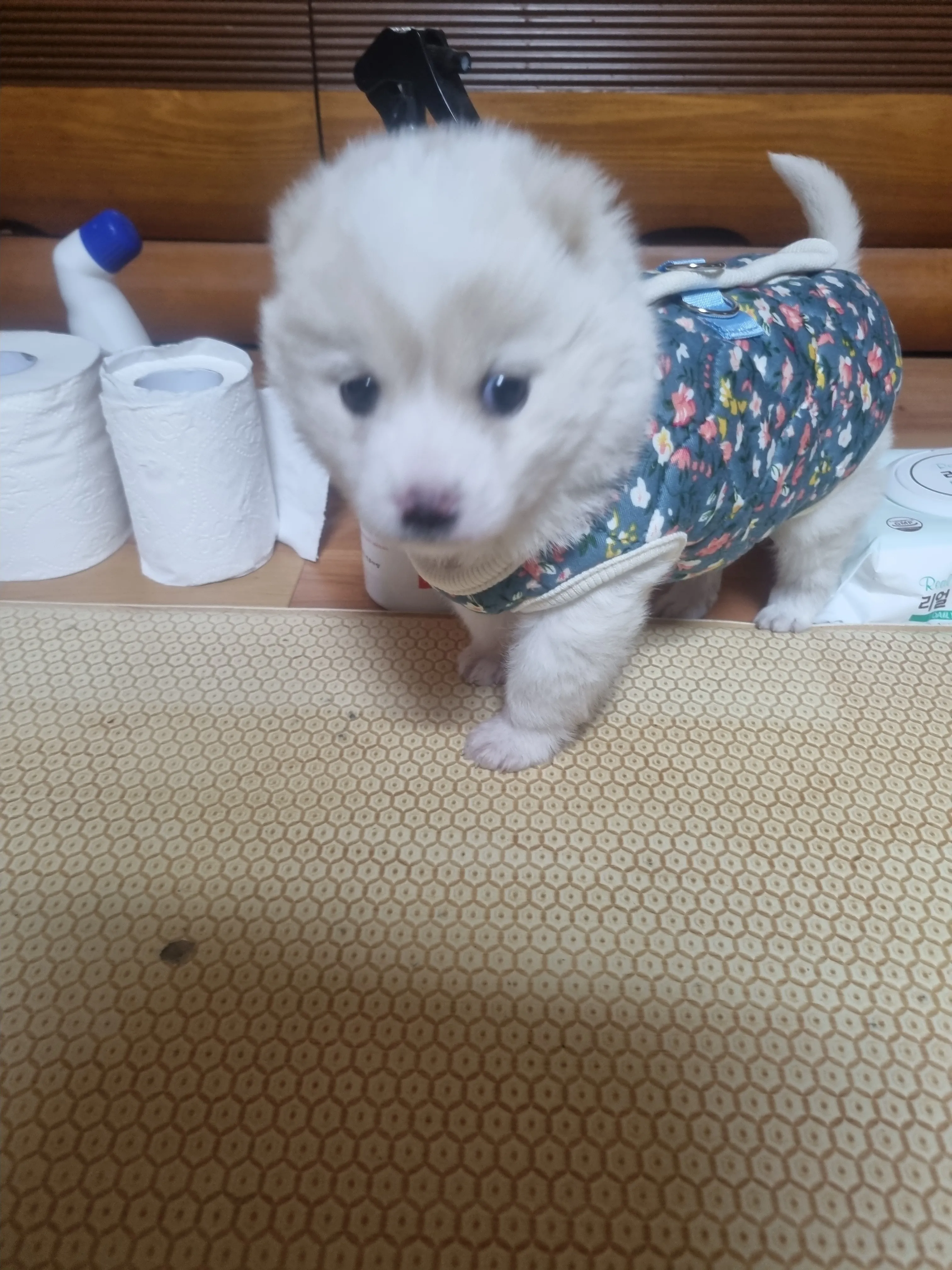 귤을 바라보는 강아지의 귀여운 모습