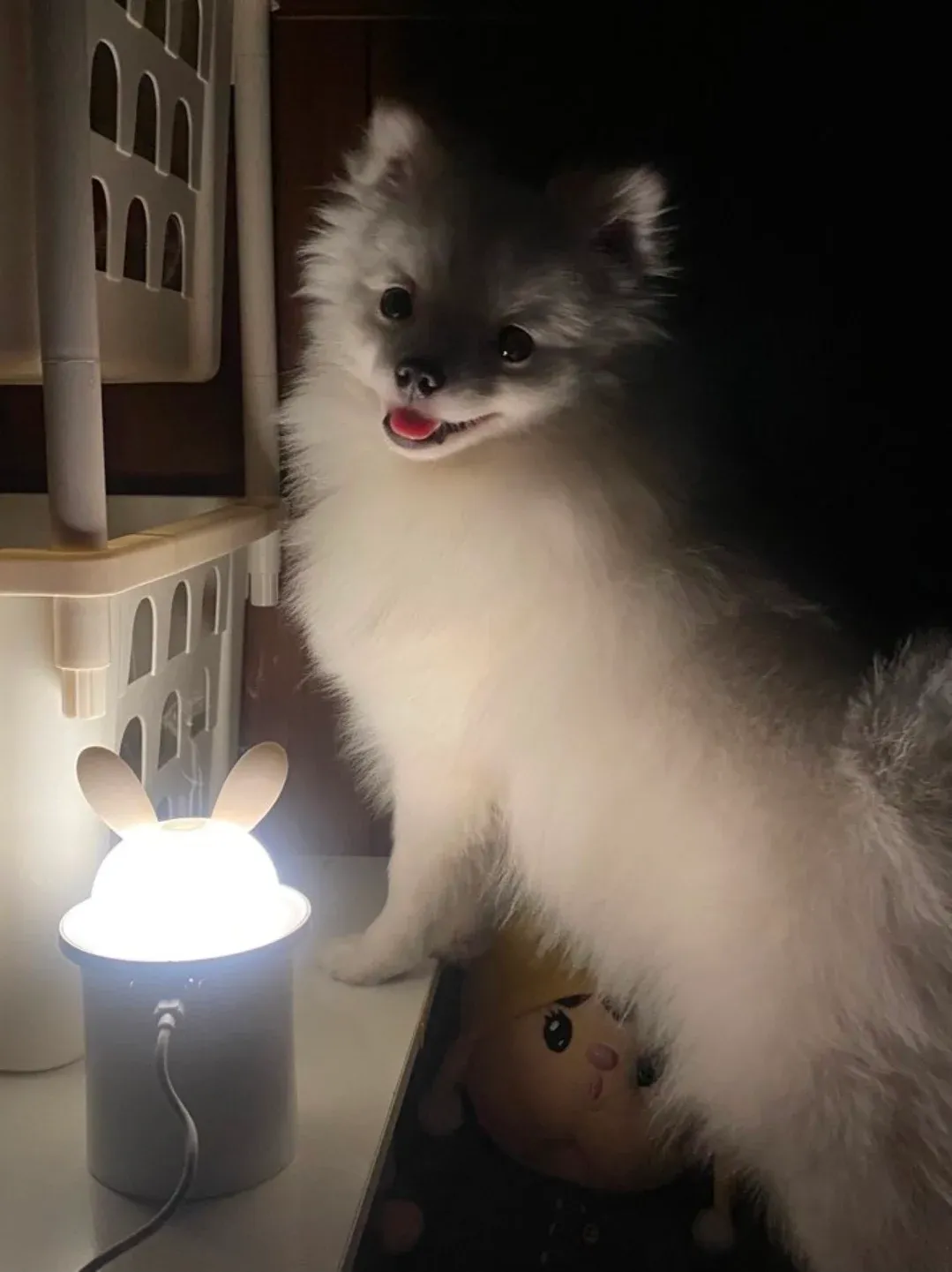 당근마켓 앱에서 '은밀한 취미' 관련 중고 물품을 검색하는 화면