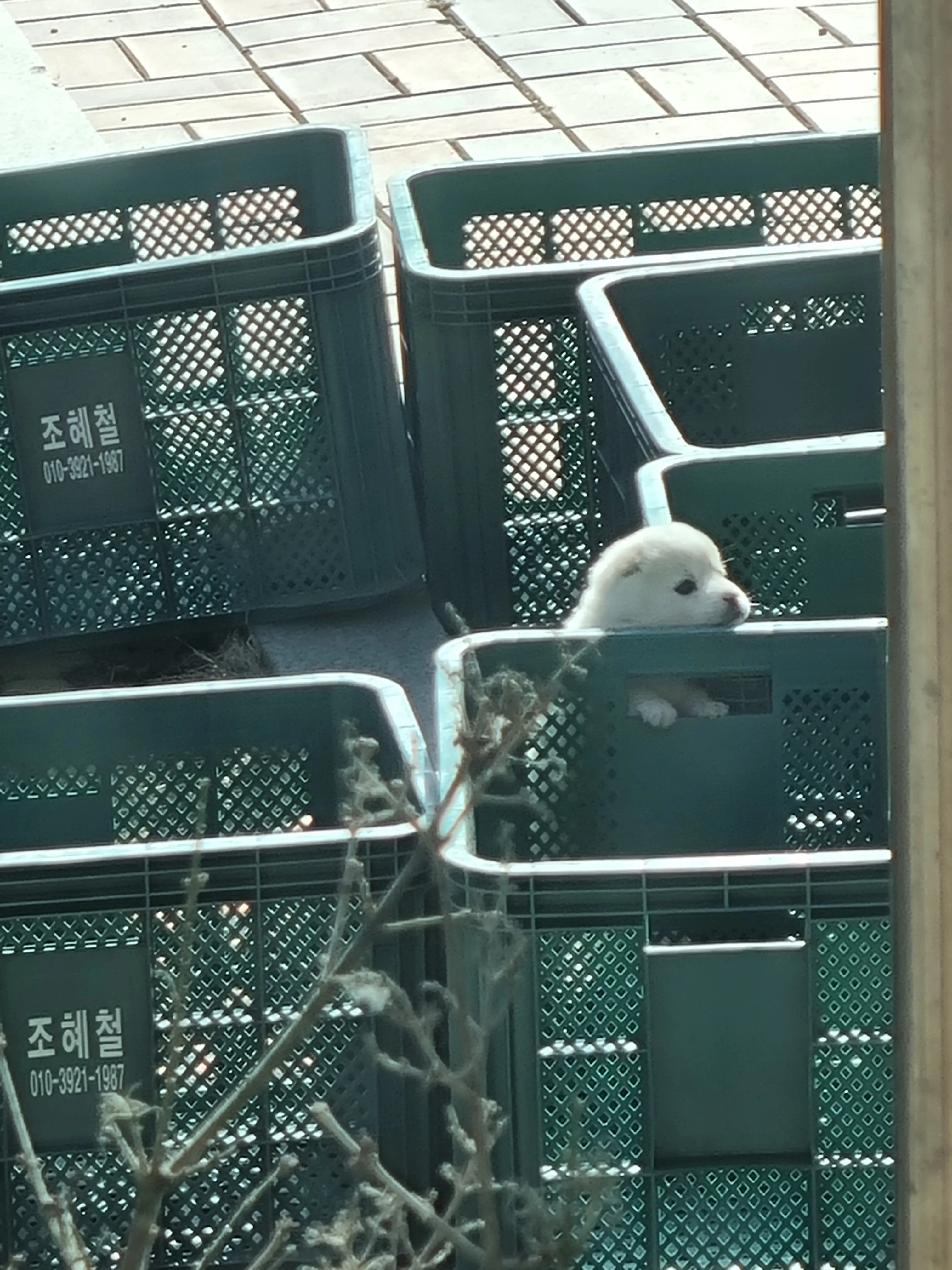 귤 상자 앞에서 카메라를 바라보는 강아지 사진