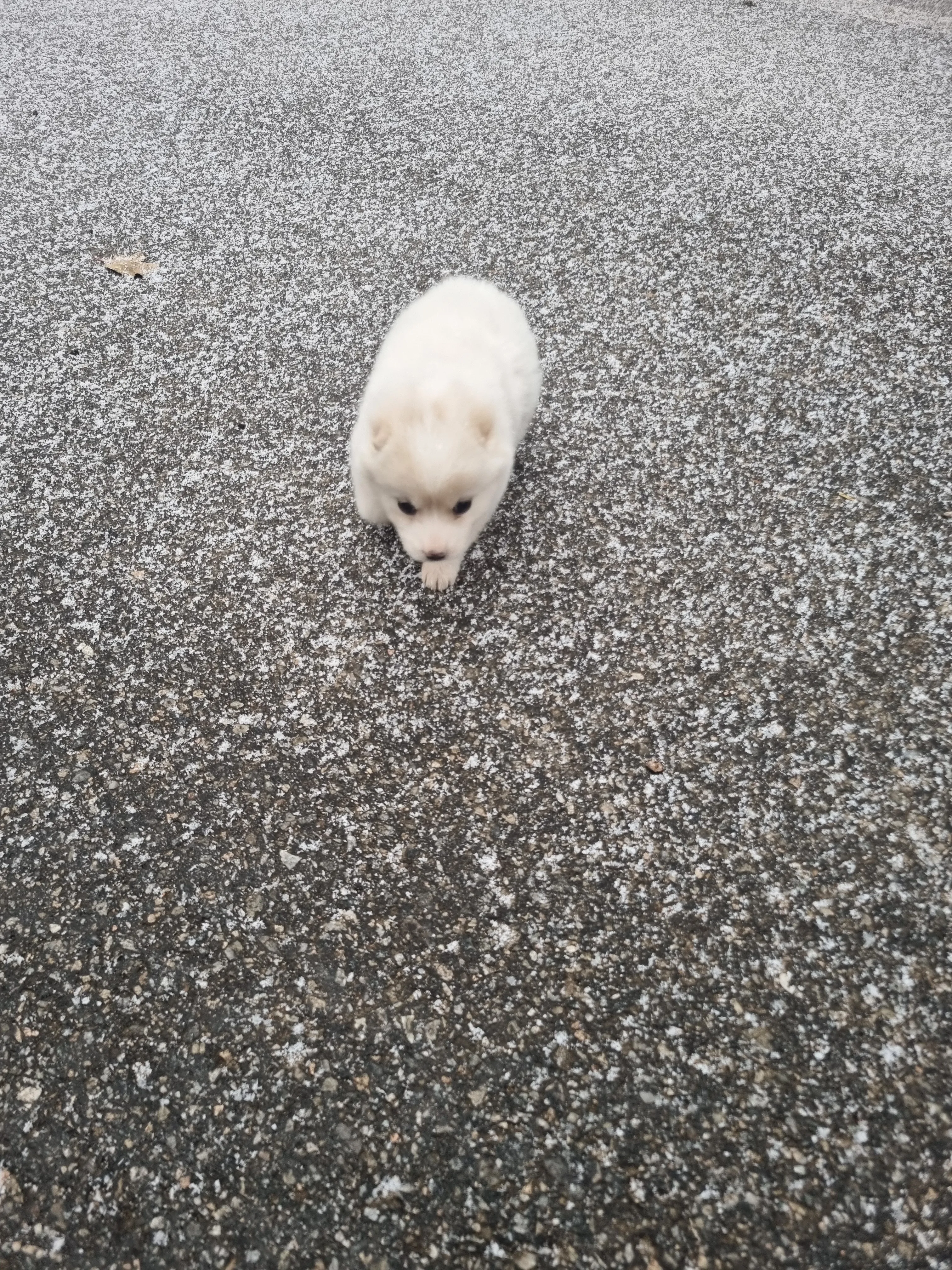 귤 상자 속에서 담요에 싸여 있는 어린 강아지