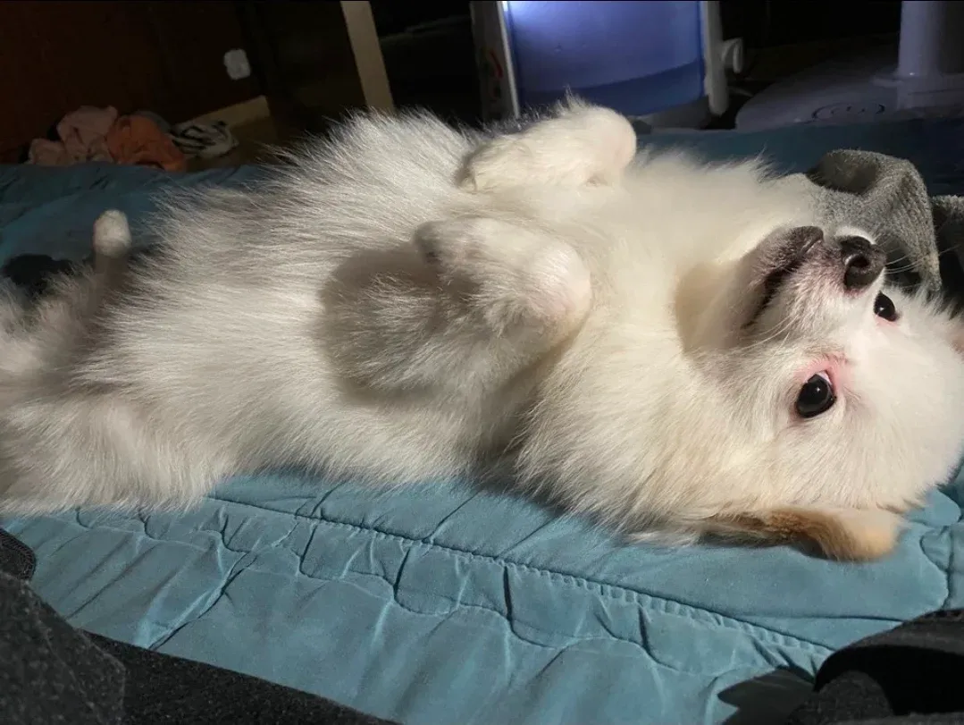 당근마켓 관련 은밀한 취미를 소개하는 영상 썸네일