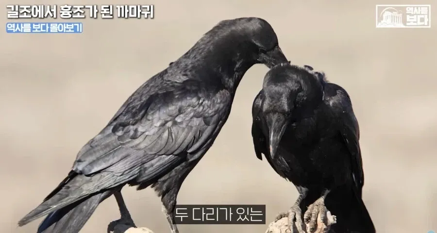 삼족오가 두 다리만 있는 까마귀로 밝혀진 역사 유머 게시글