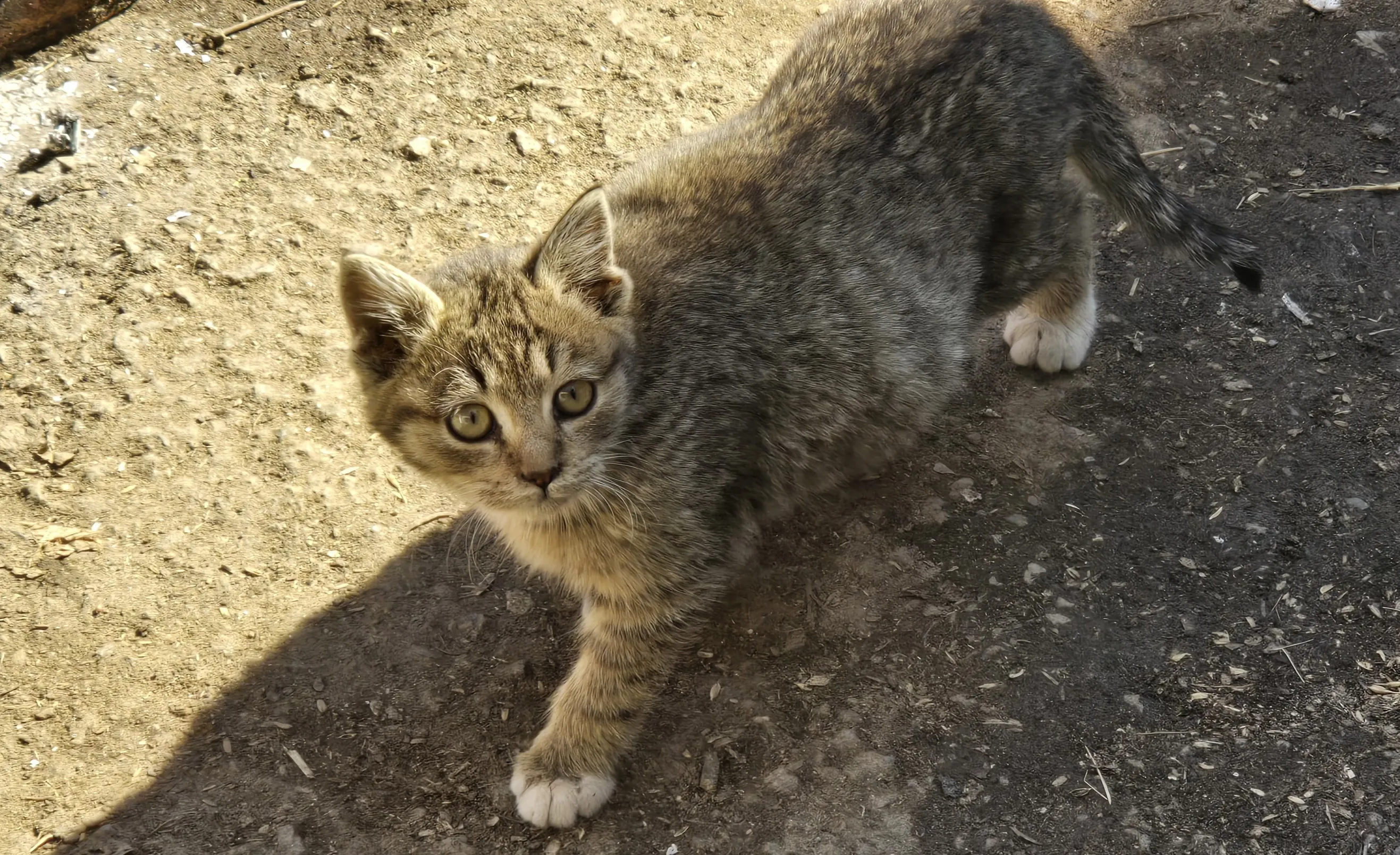 본가 마당에 있는 길고양이