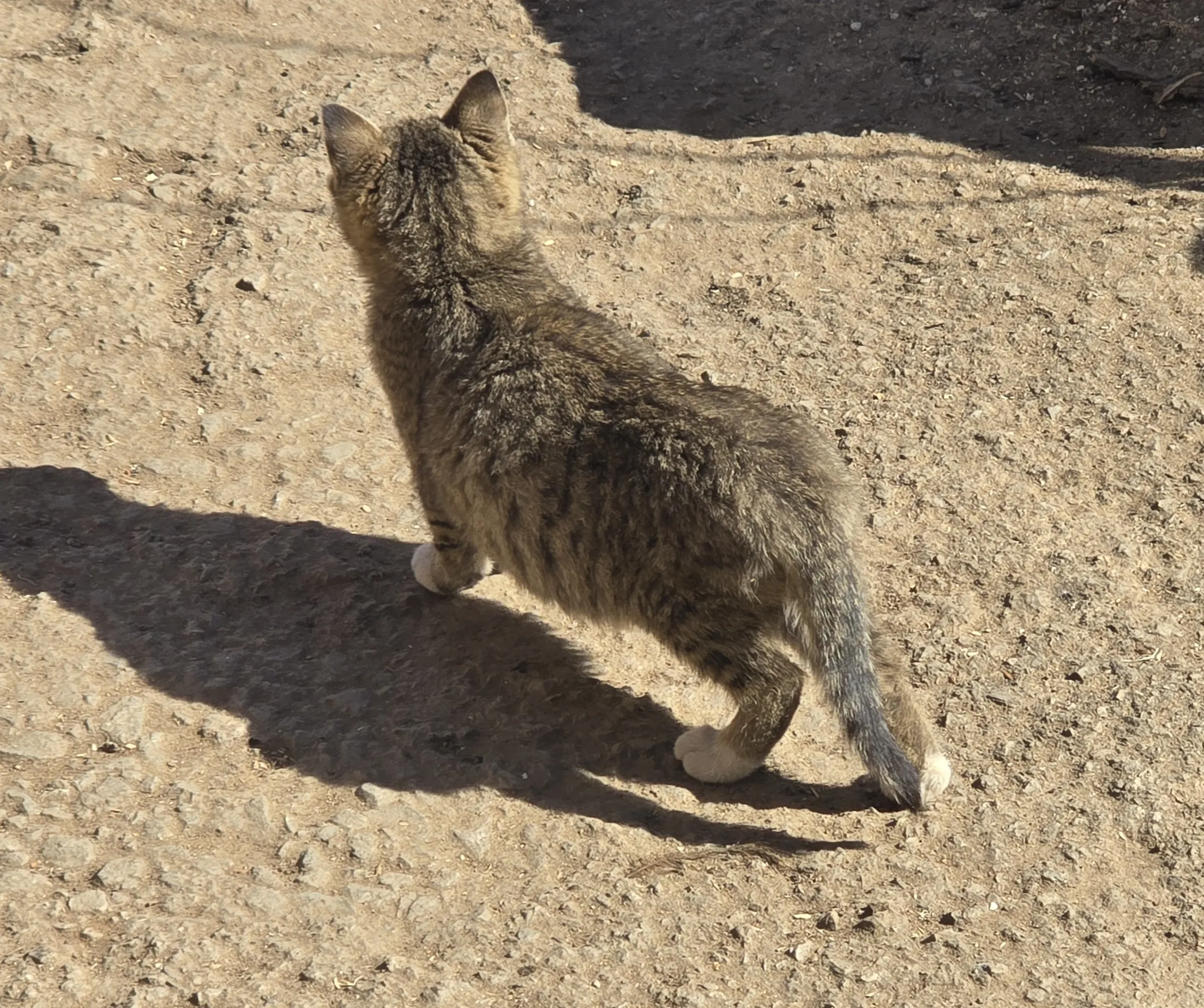 본가 마당에 있는 길고양이
