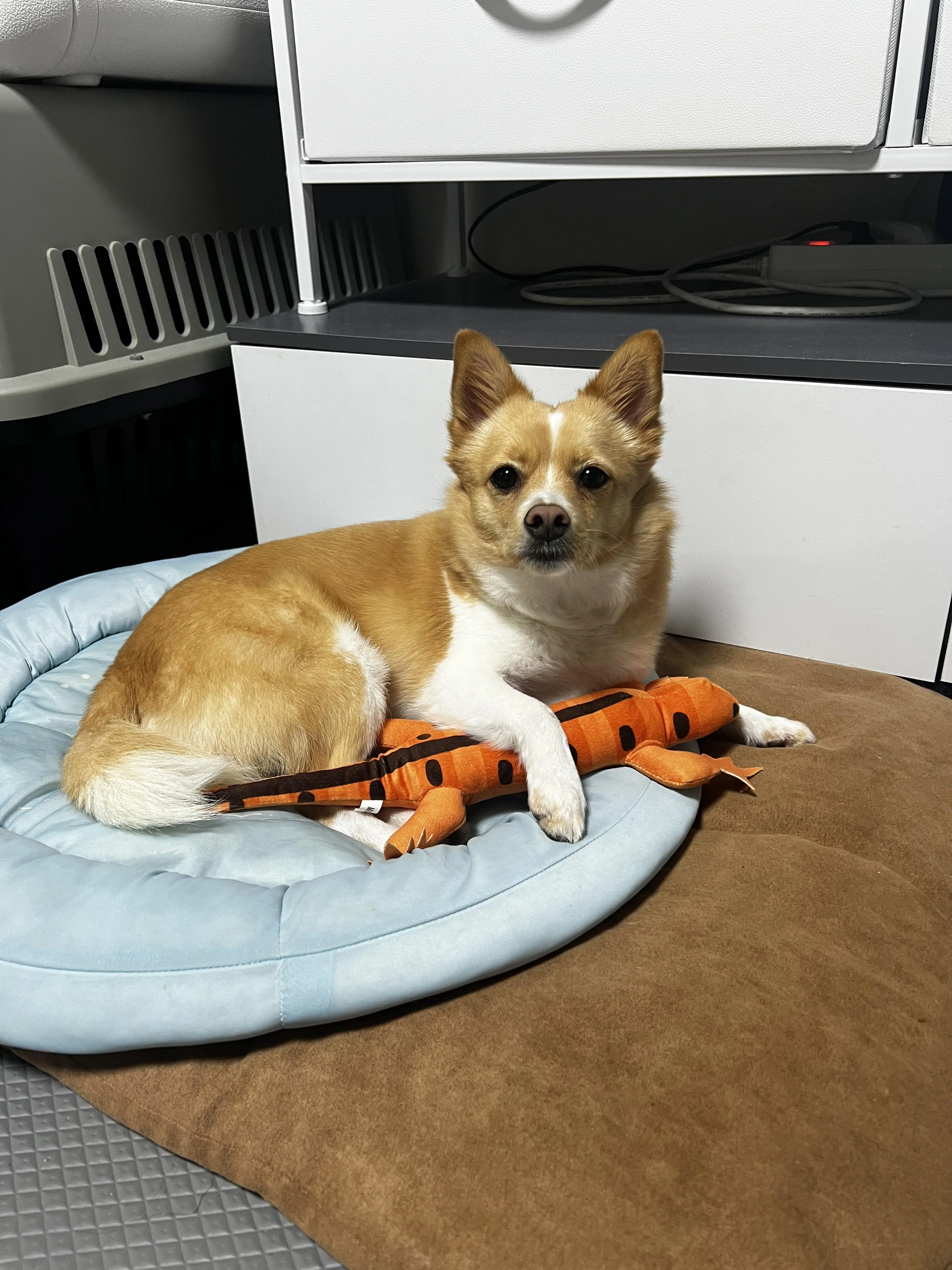 집에서 카메라를 바라보고 있는 반려견 보구