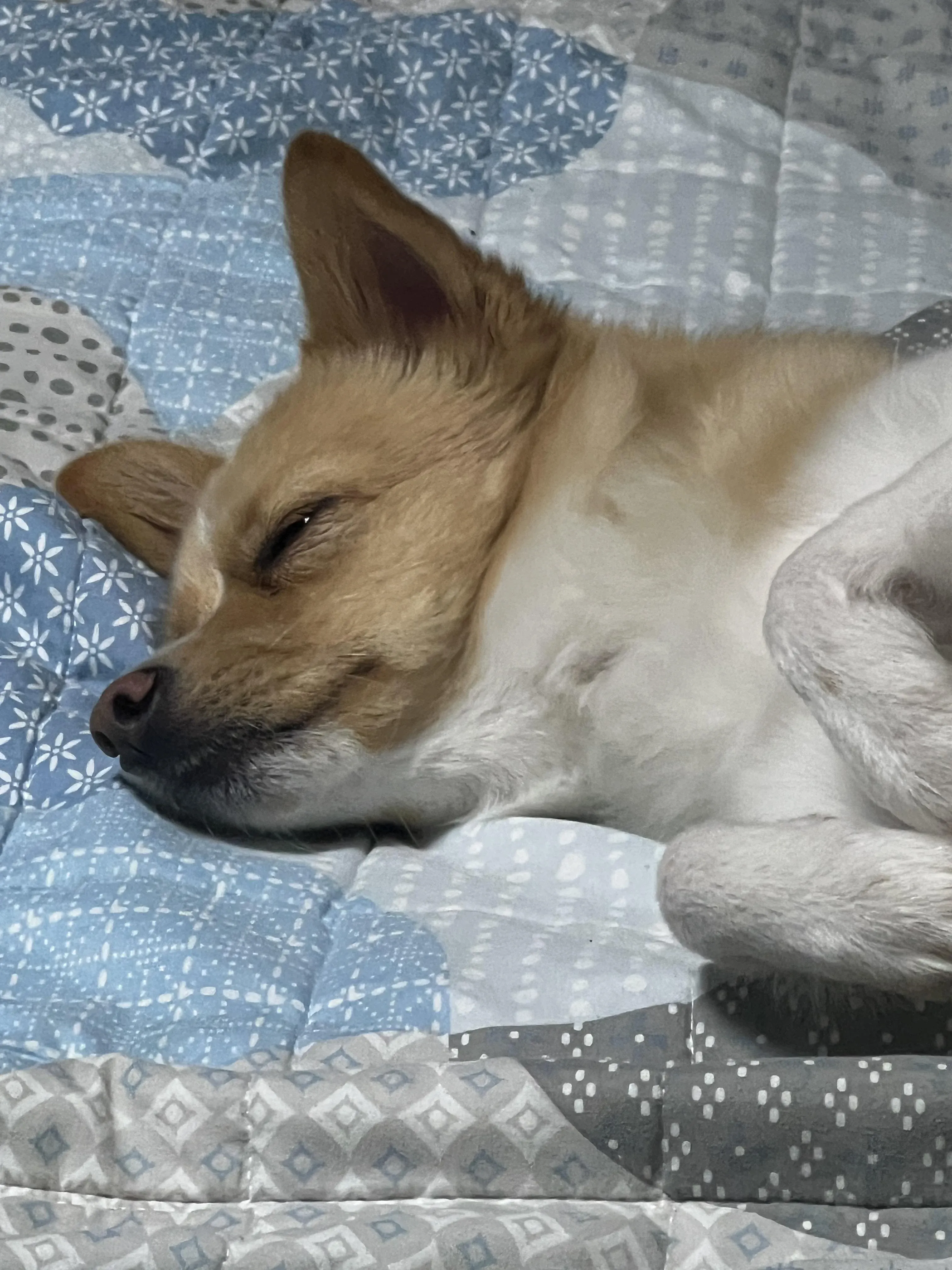 `alt="집에서 카메라를 바라보는 반려견 보구"`