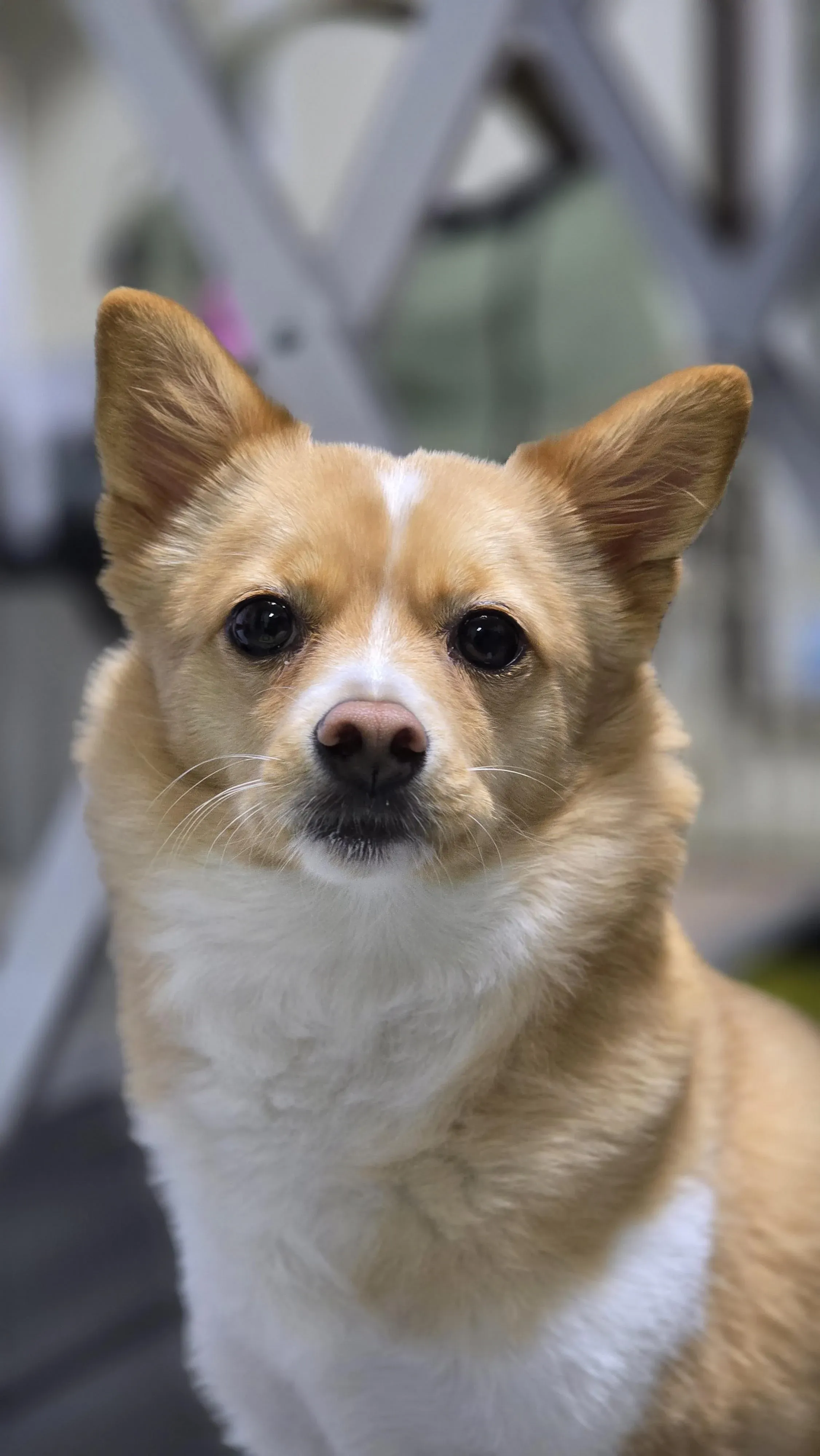 집에서 찍은 반려견 보구의 사진