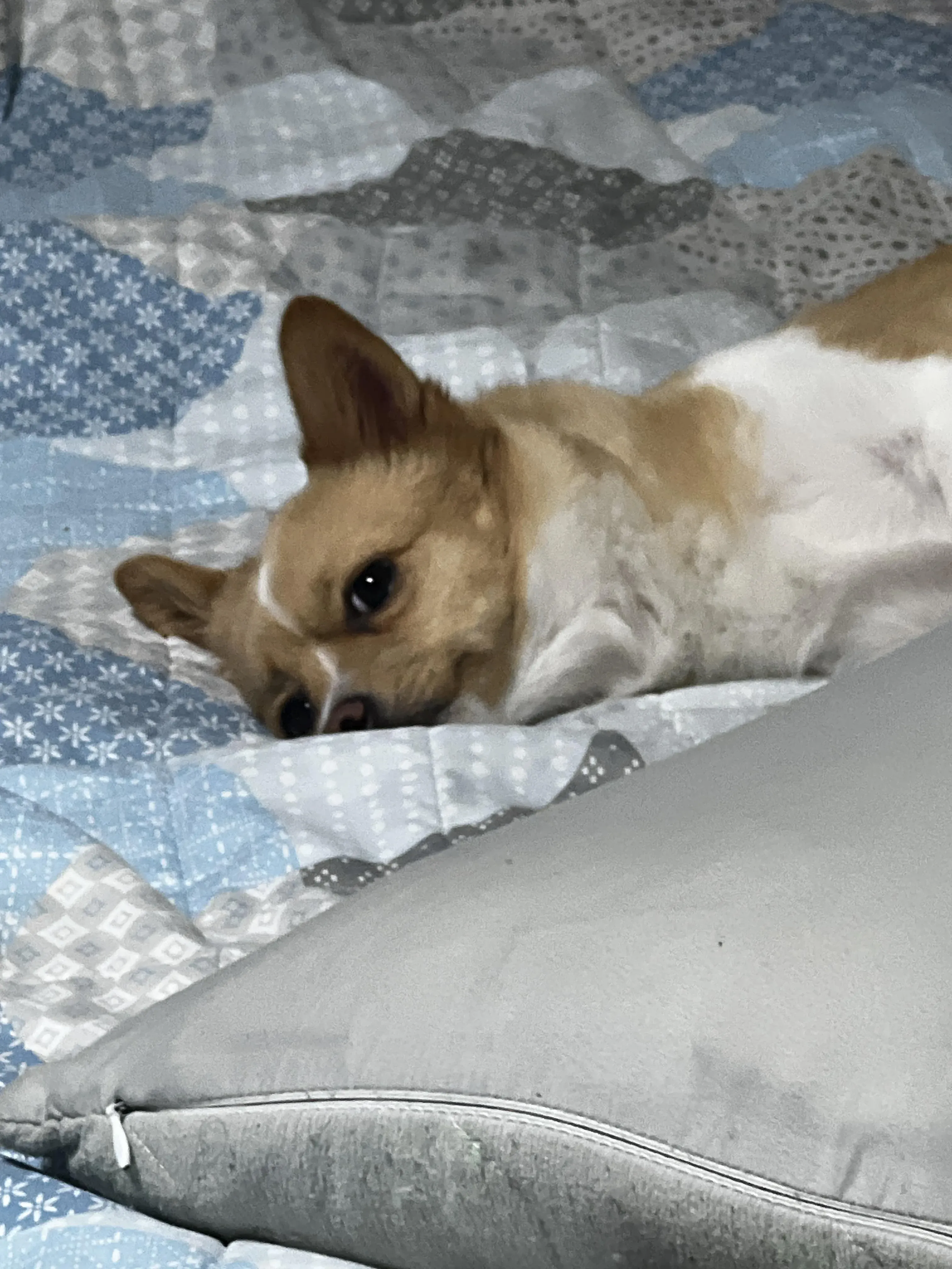 집에서 카메라를 바라보는 반려견 보구