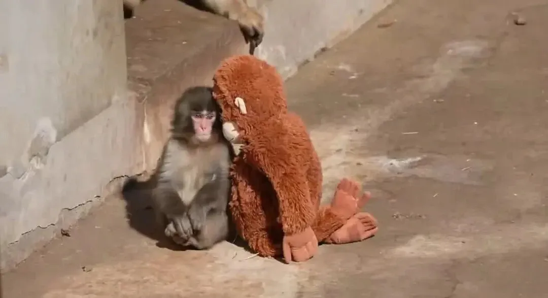 엄마를 그리워하며 슬픈 표정을 짓는 아기 원숭이