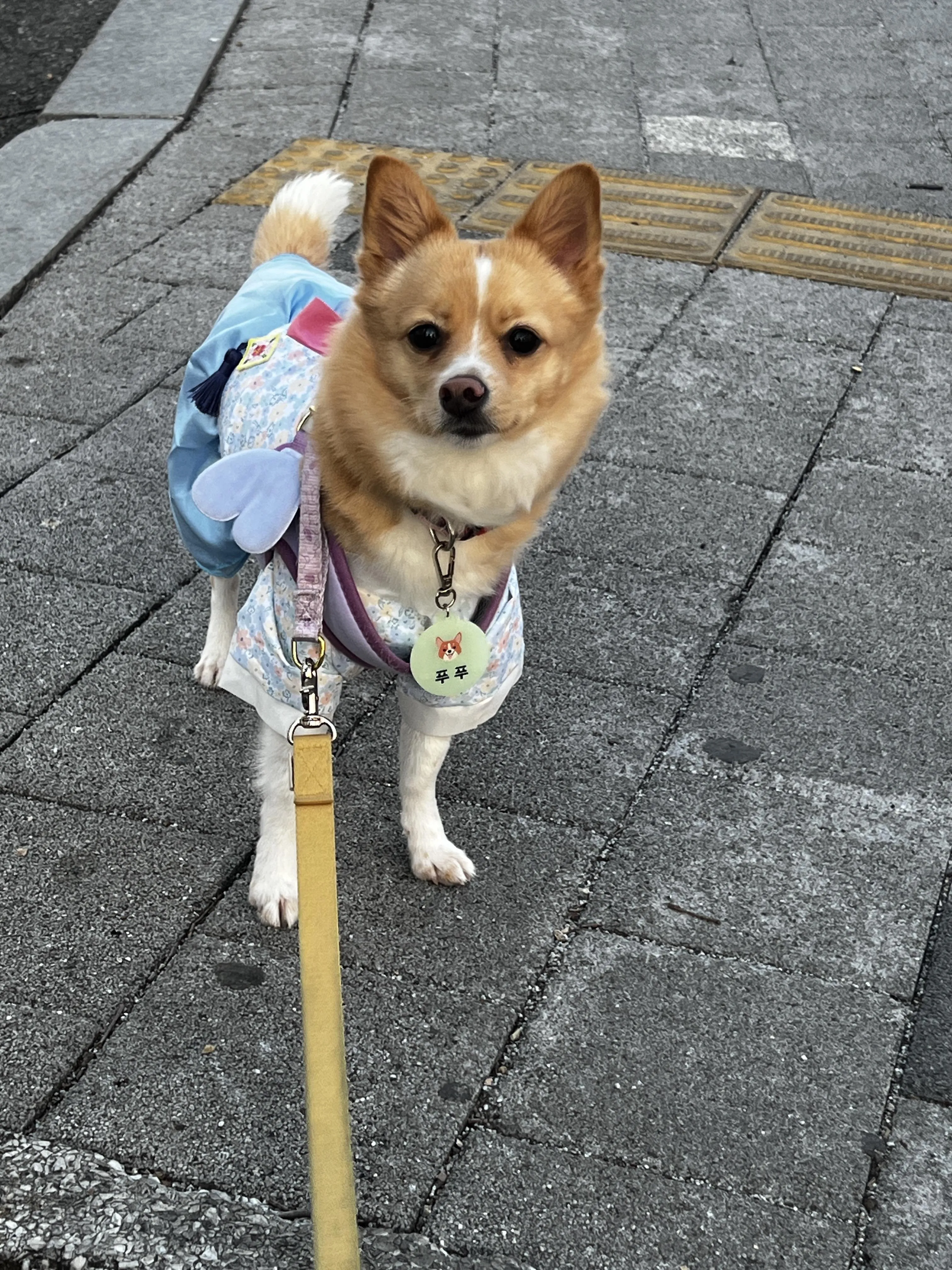 집에서 카메라를 바라보고 있는 반려견 보구