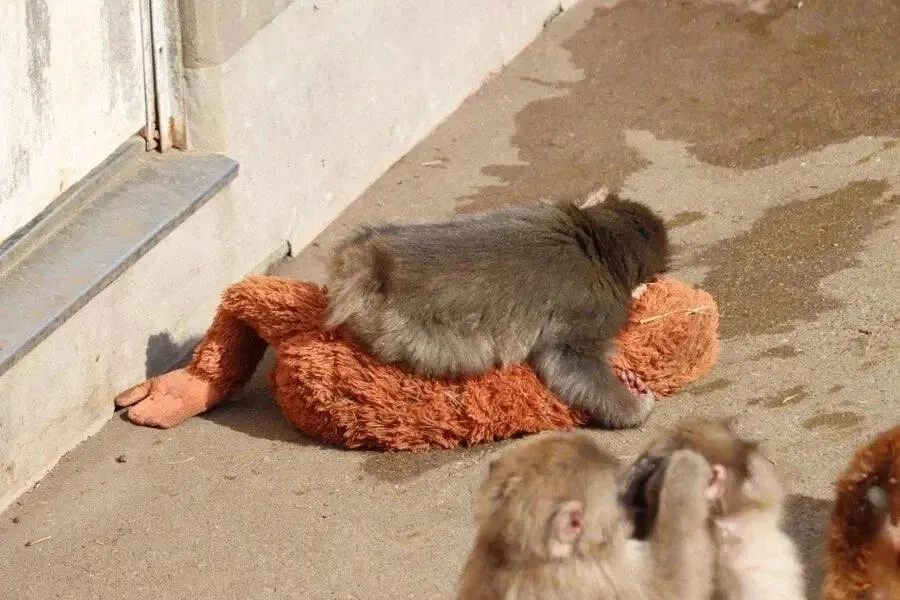 엄마를 그리워하며 슬픈 표정을 짓고 있는 아기 원숭이