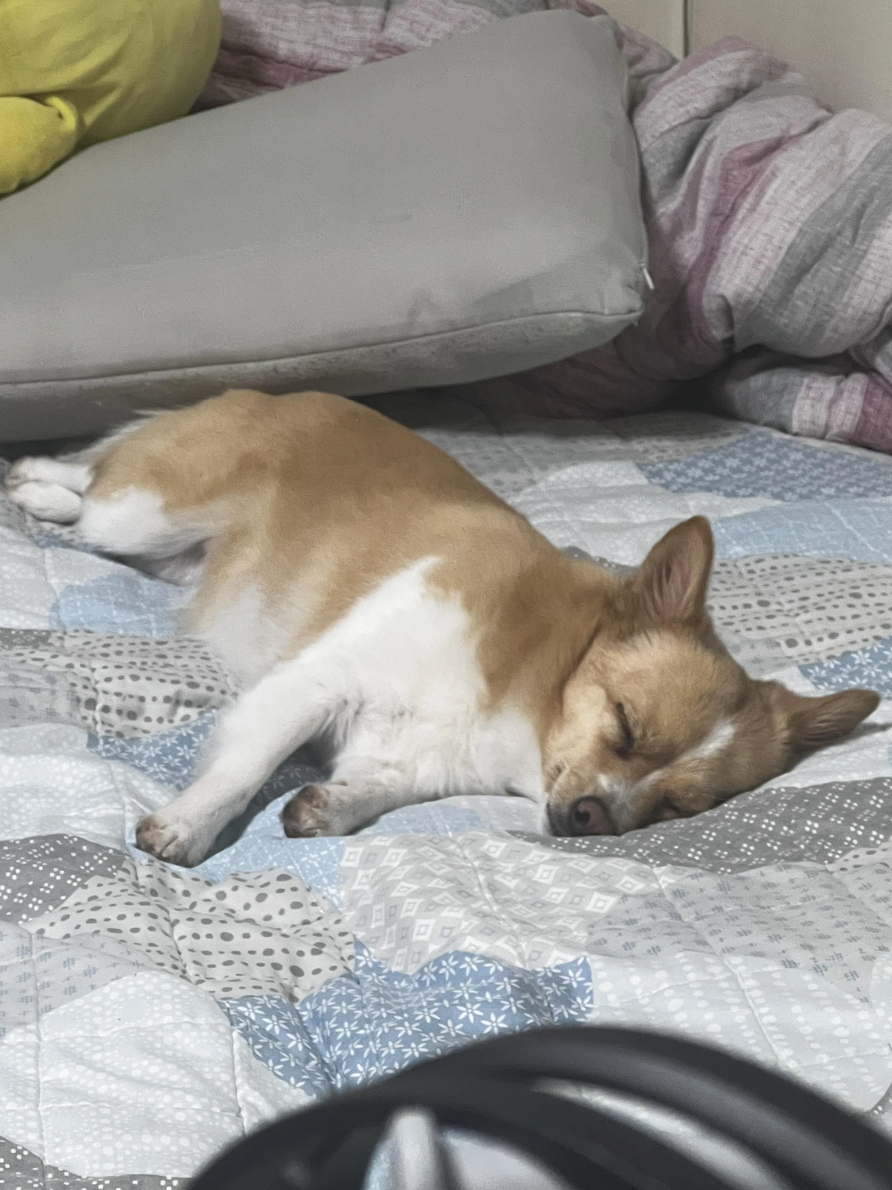 집에서 쉬고 있는 반려견 보구