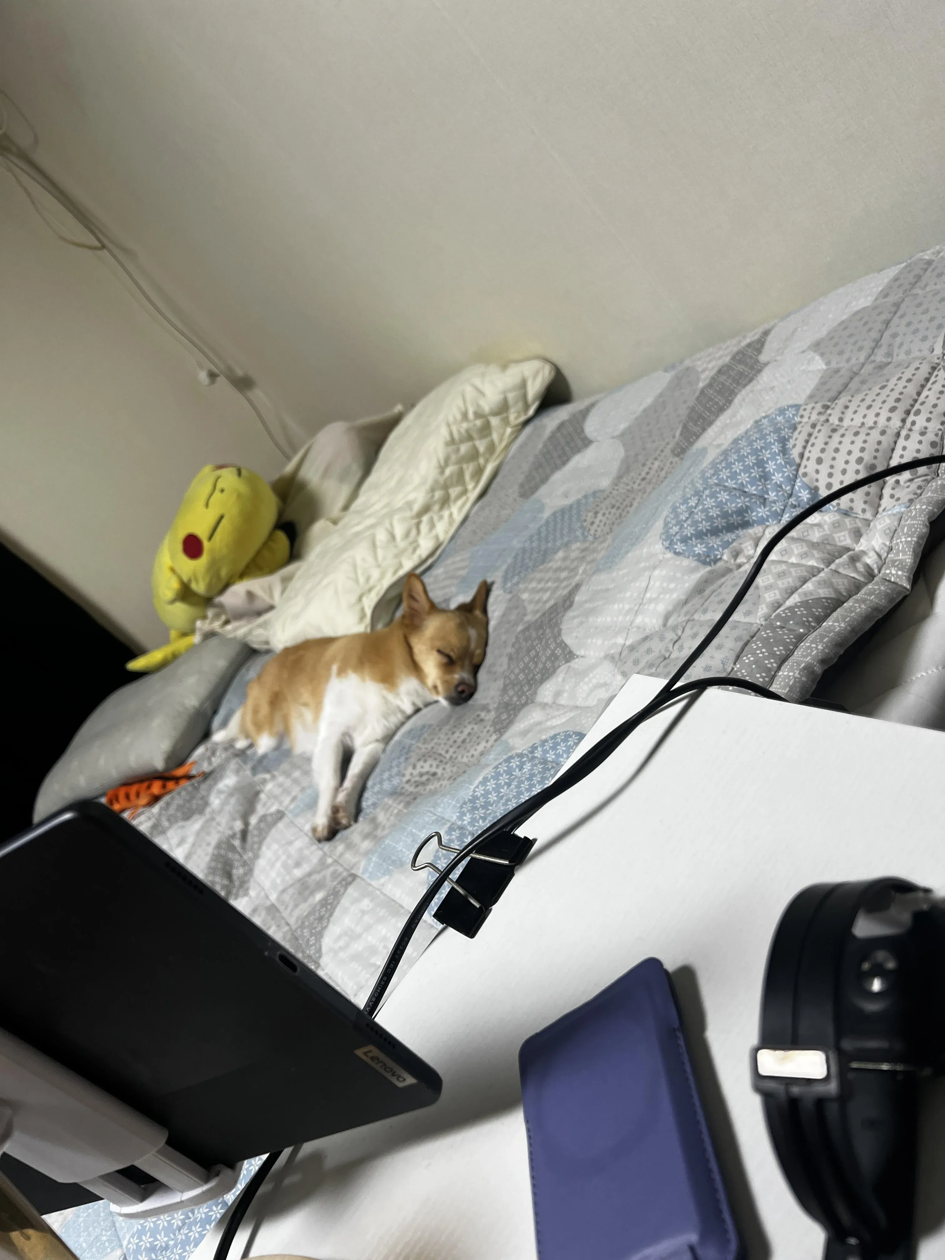 집에서 찍은 반려견 보구의 모습