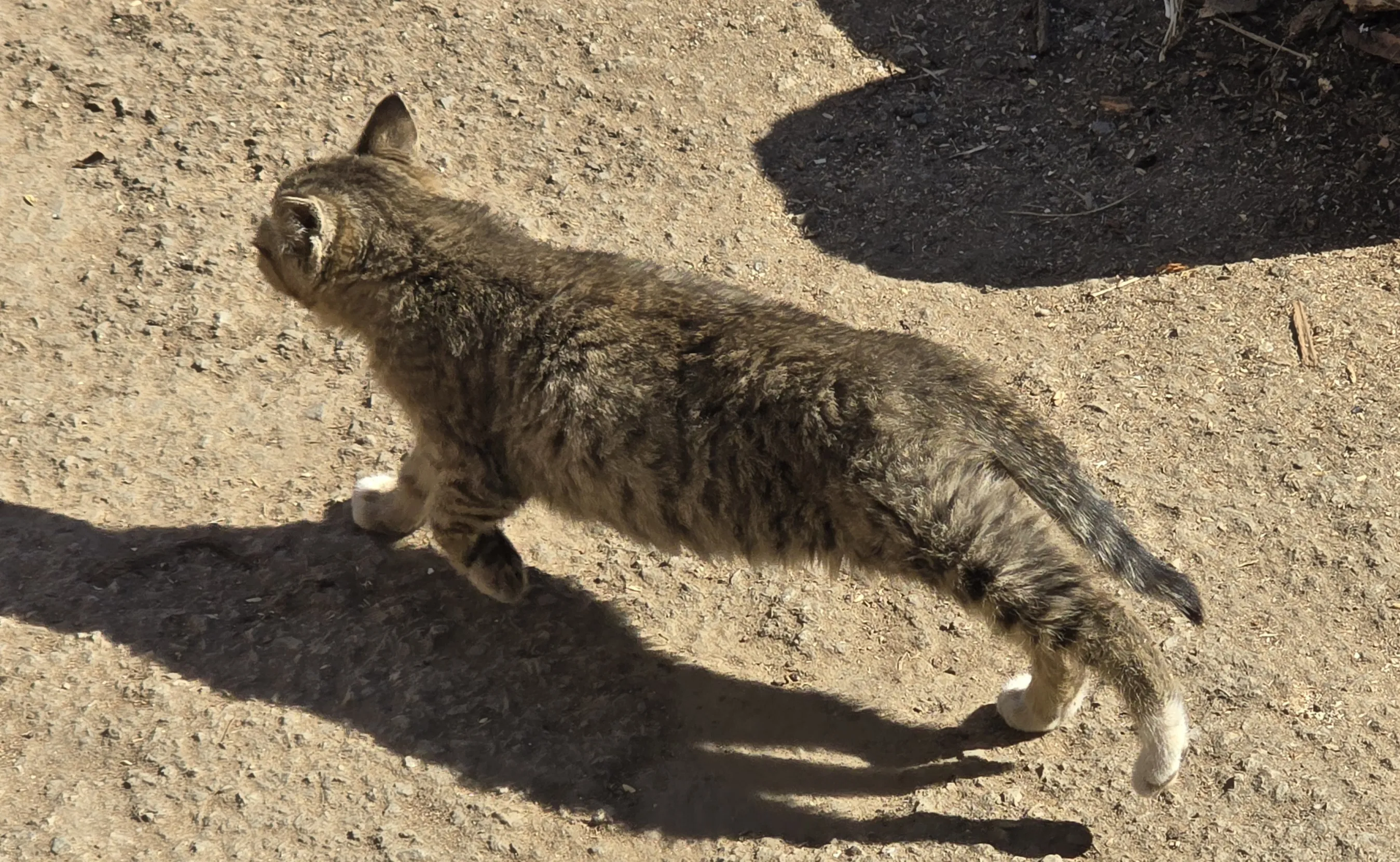 본가 마당의 길고양이