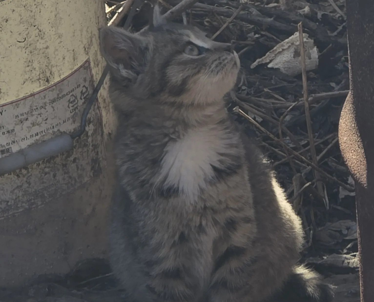 본가 마당에 있는 길고양이