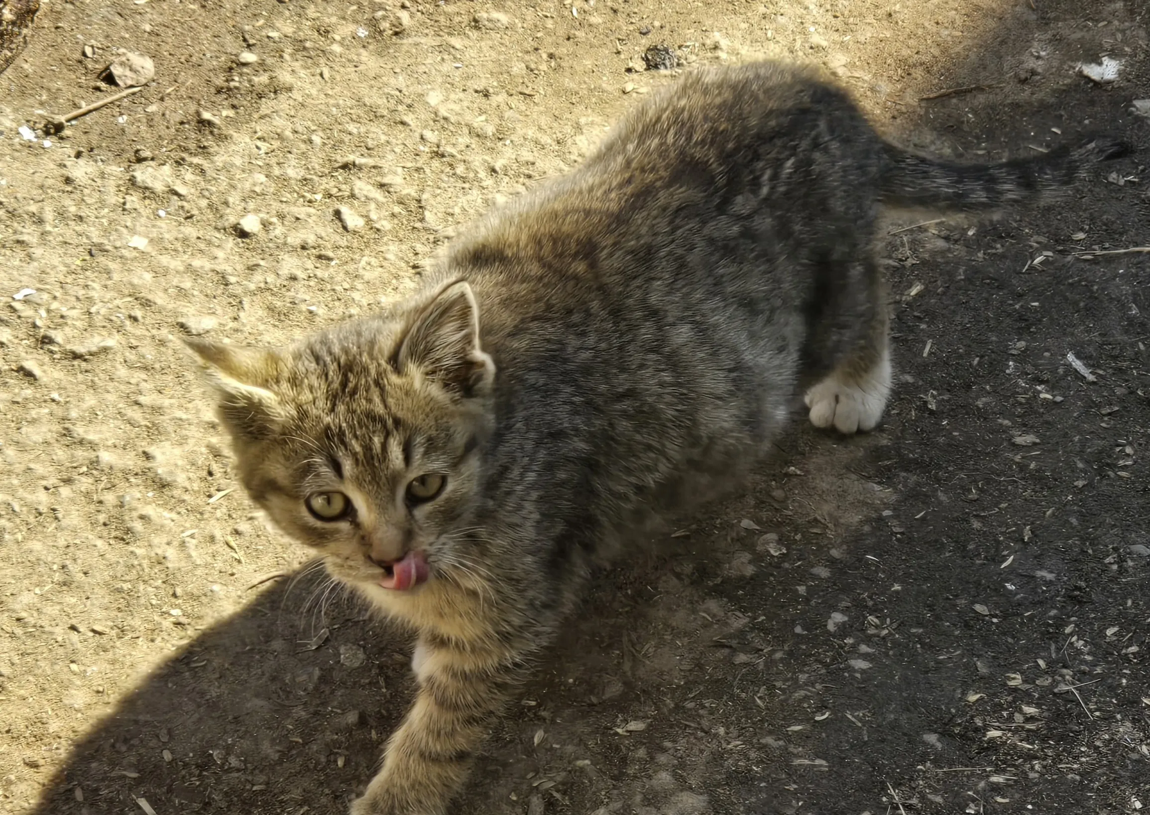 본가 마당에 있는 길고양이