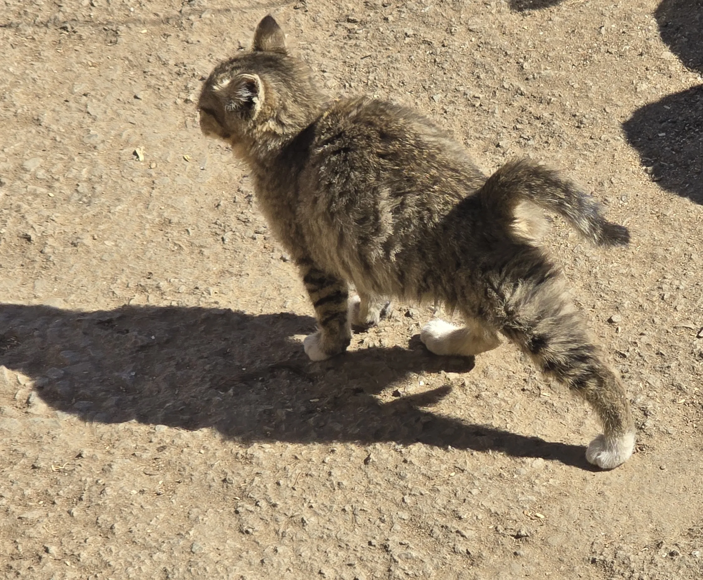 본가 마당에 있는 길고양이