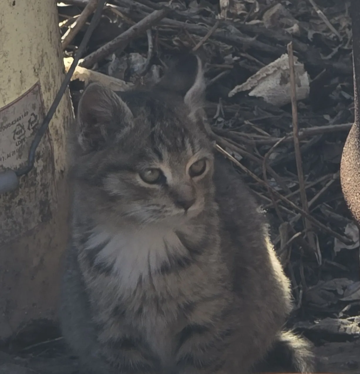 본가 근처에서 만난 길고양이