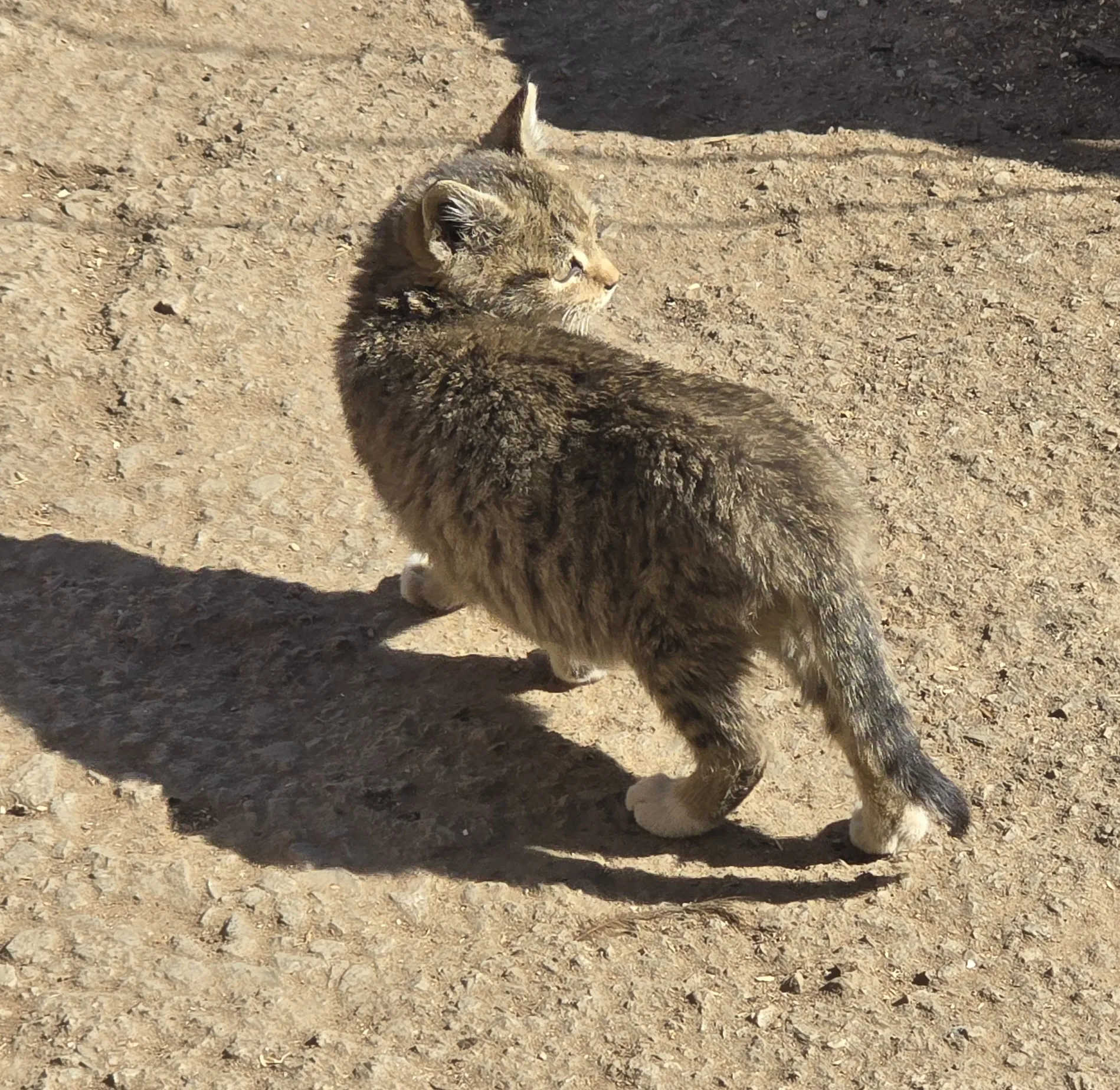 본가 마당에 있는 길고양이
