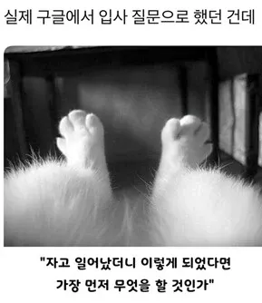 실제 구글 입사 질문: 자고 일어났더니 이렇게 되었다면 가장 먼저 무엇을 할 것인가