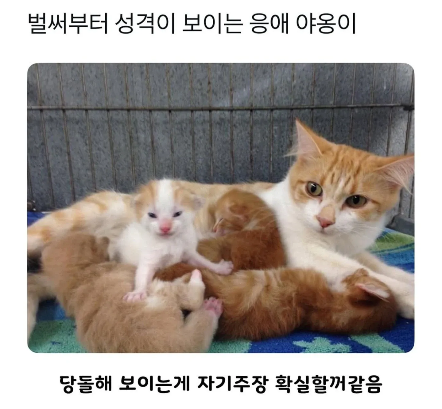태어나자마자 성격이 드러나는 자기주장 확실한 고양이
