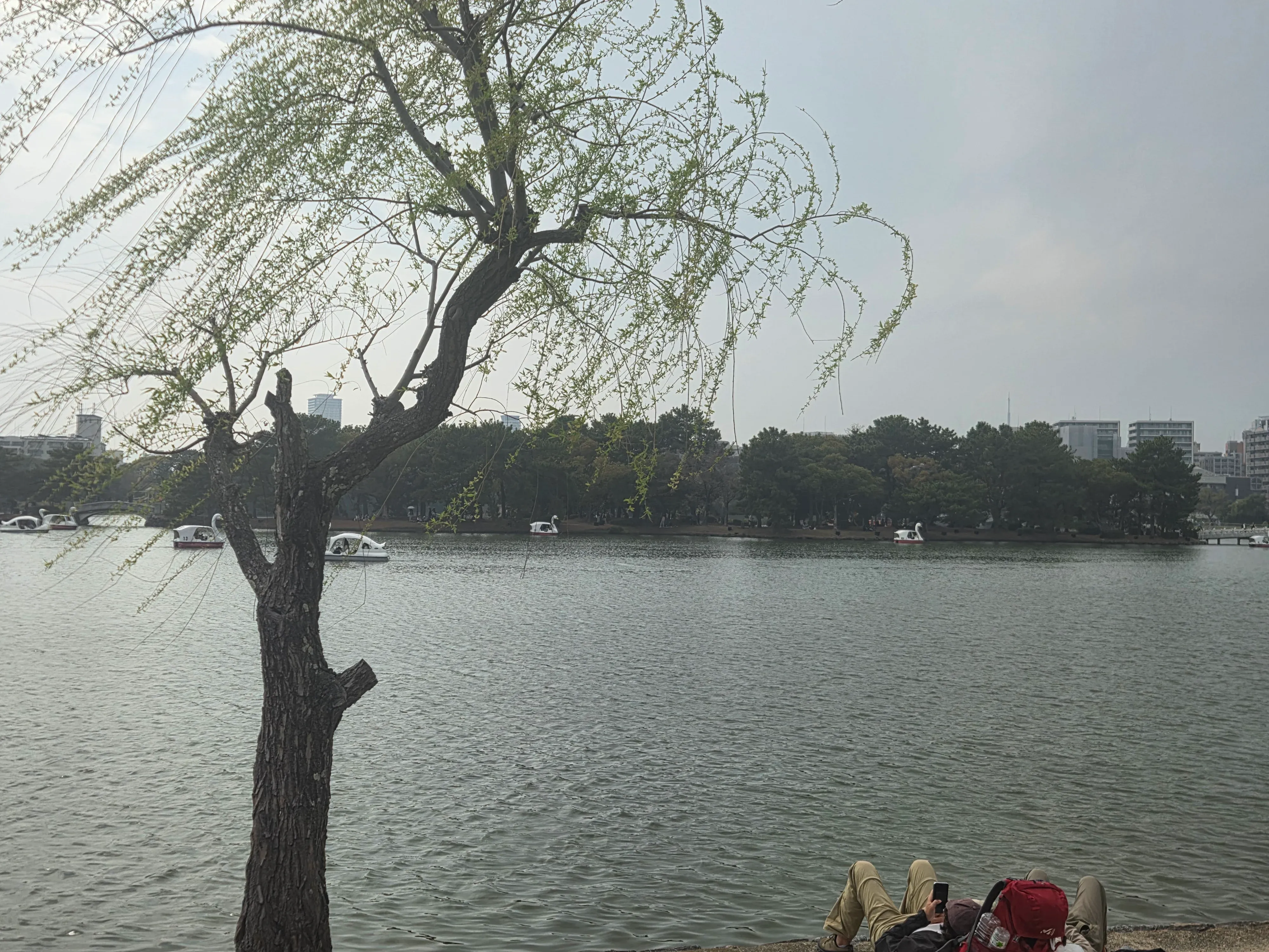 일본 벚꽃 구경