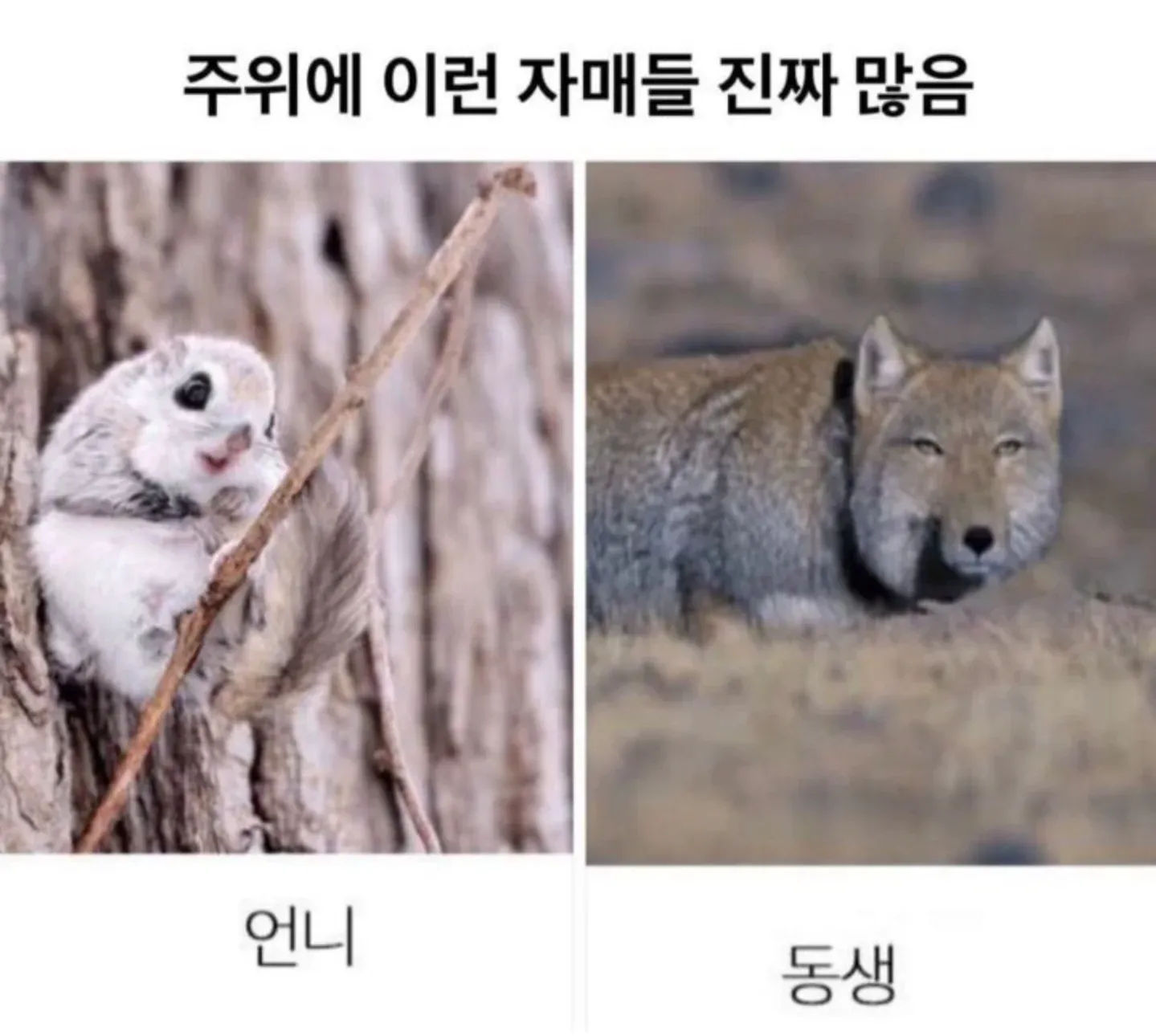 주위에서 흔히 볼 수 있는 자매들의 모습을 다룬 공감 텍스트