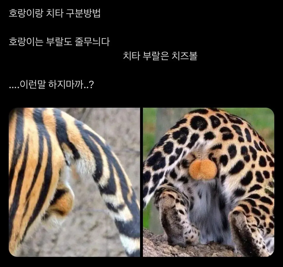 호랑이와 치타 구분 방법 설명 이미지