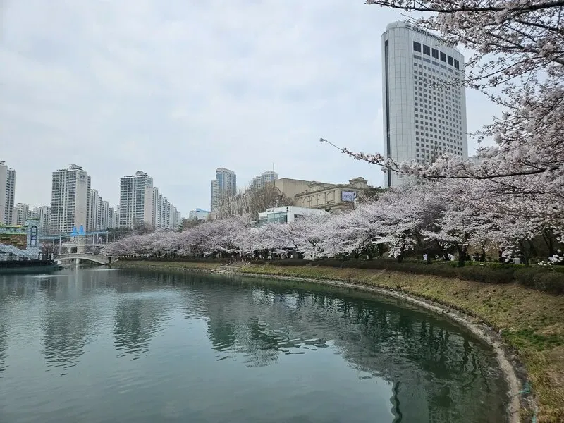 석촌호수에 만개한 벚꽃 풍경