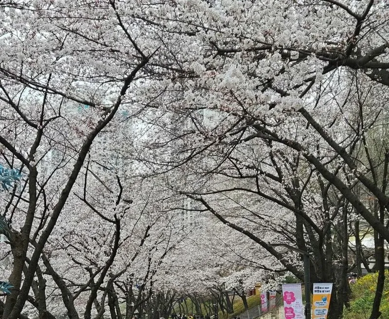 석촌호수 벚꽃 개화 현황