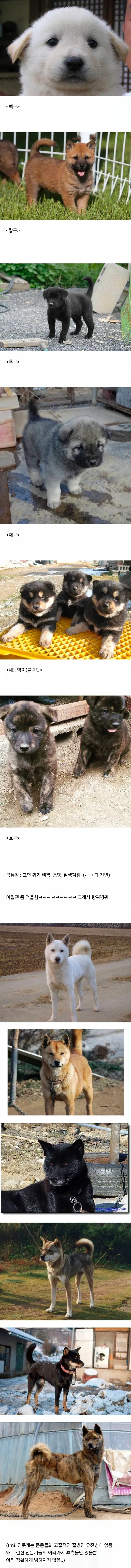 진돗개 강아지 새끼 모색별 생김새 비교