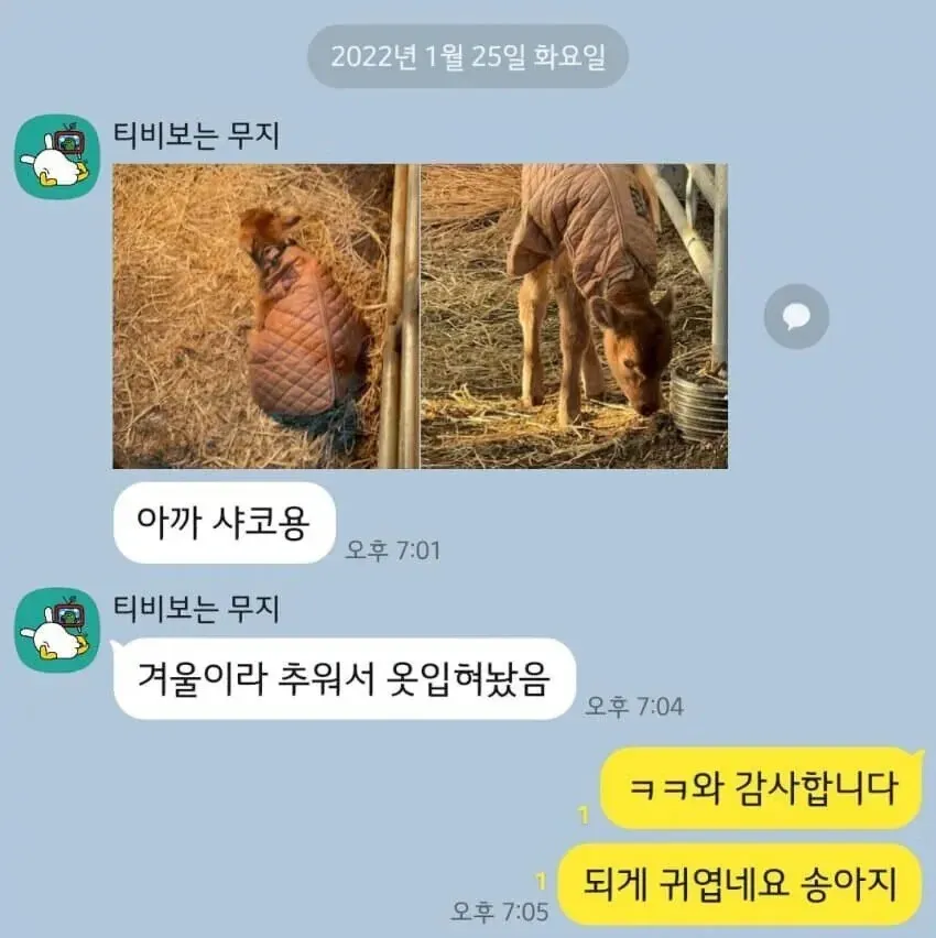 롤 송아지 탈주좌 근황을 공유하는 카카오톡 채팅 화면