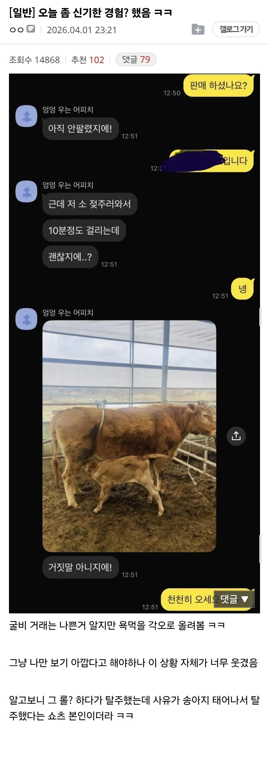 송아지 탈주 사건 관련 뉘스 기사 화면으로 소 사진을 포함한 이미지