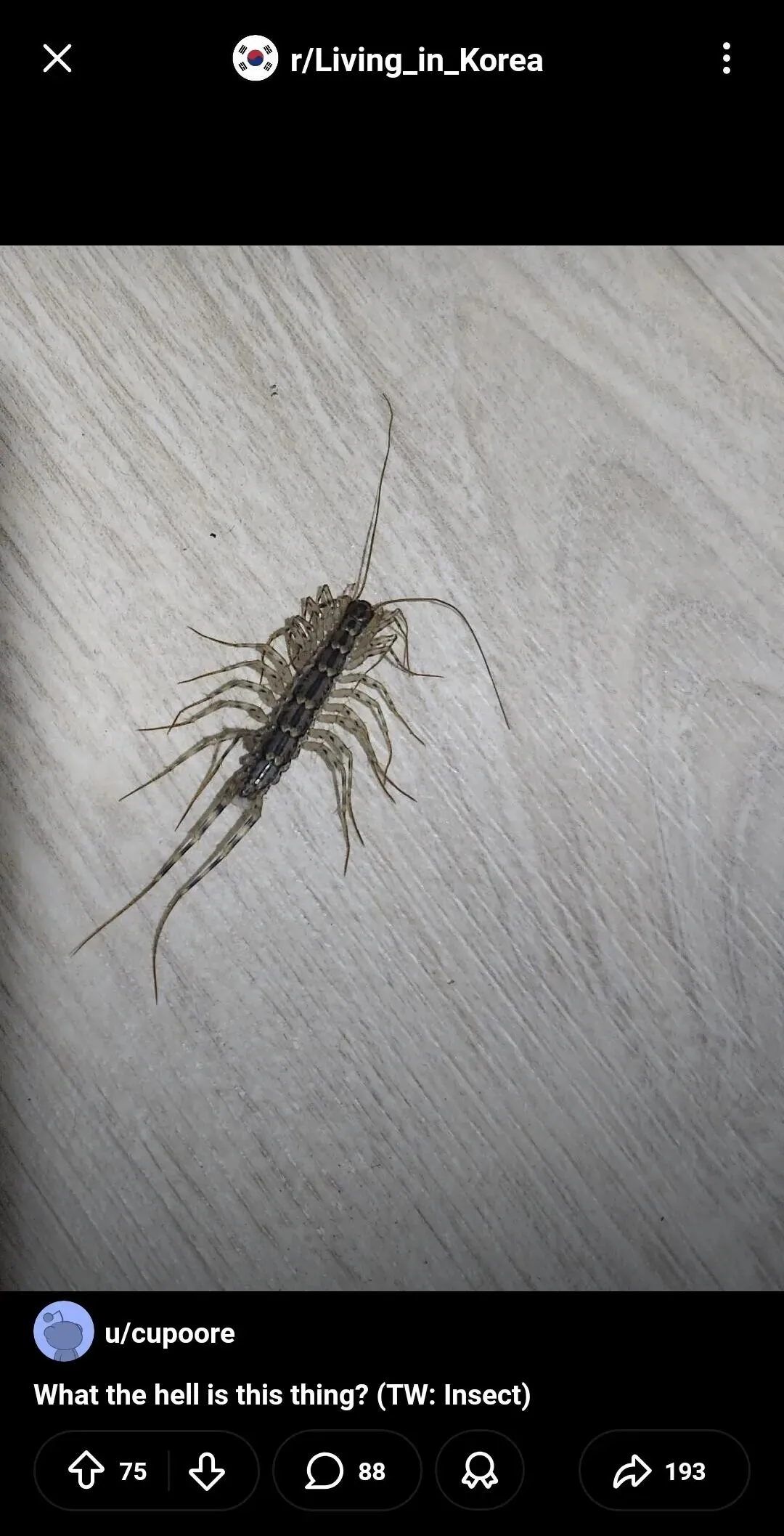 외국인이 한국에서 본 돈벌레에 대해 묻는 레딧 게시물 스크린샷