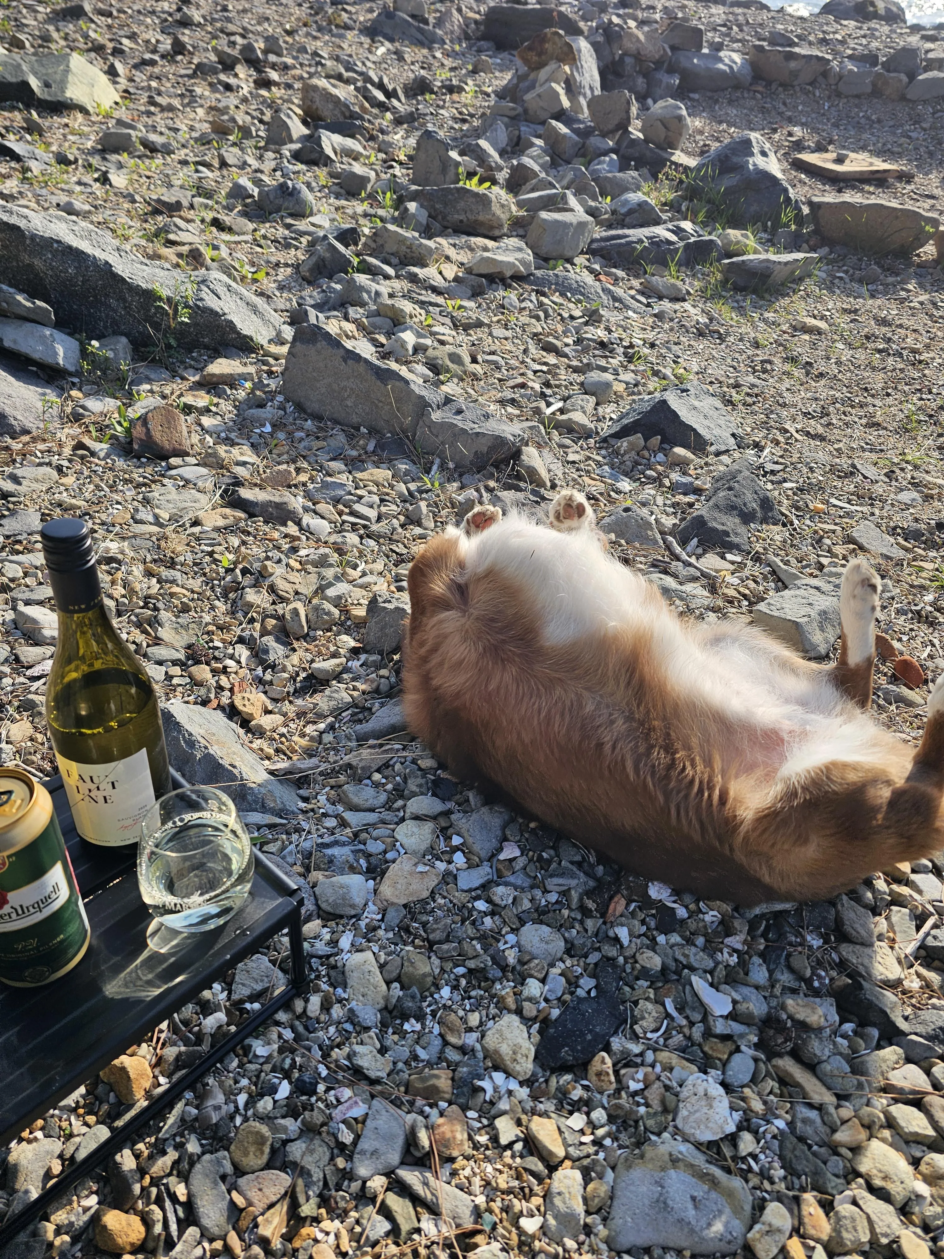 장난꾸러기 반려견과 함께 보내는 주말 일상 사진