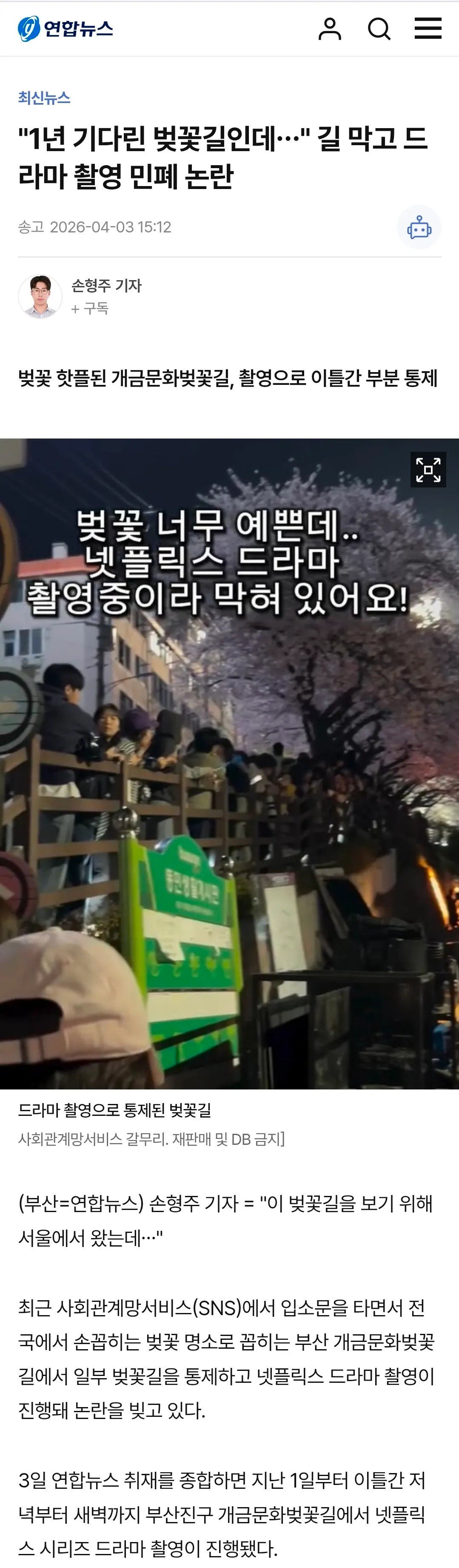 드라마 촬영으로 폐쇄된 벚꽃길