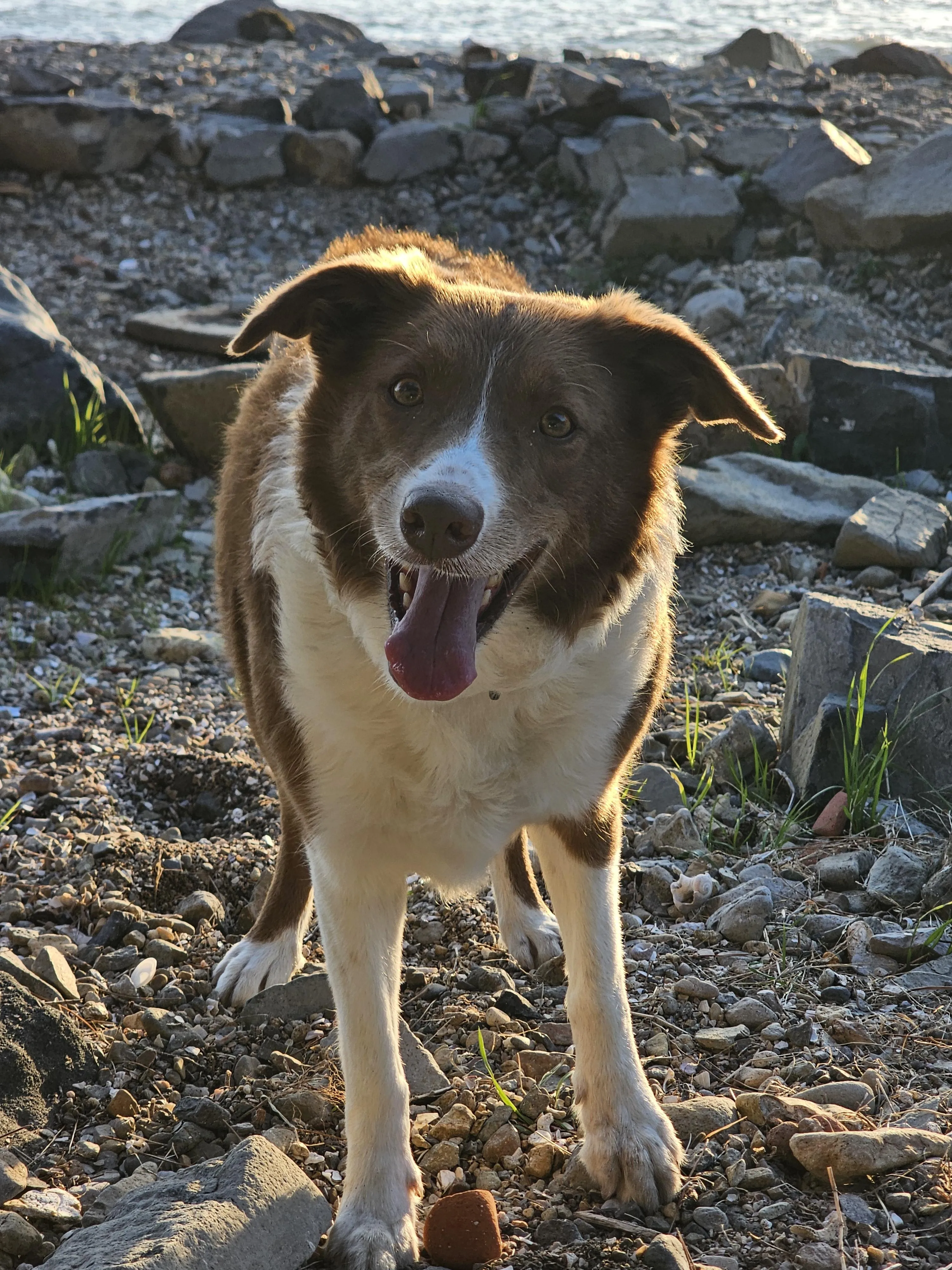 주말에 장난꾸러기 반려견과 함께 보내는 일상 모습